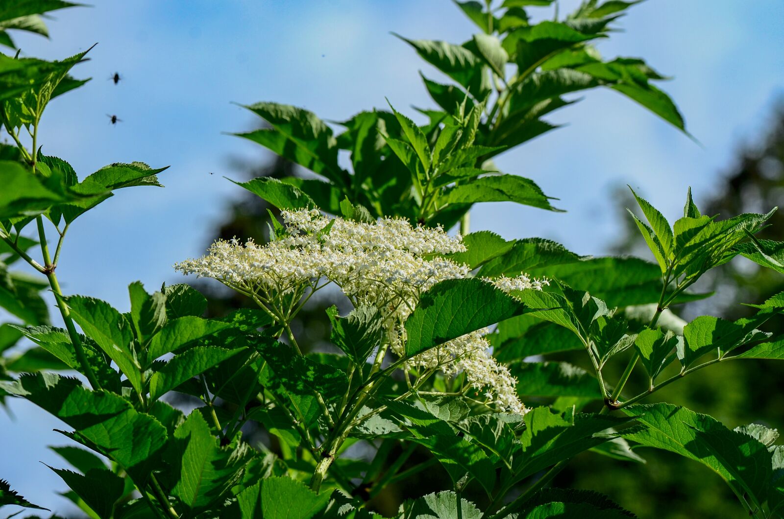 Nikon D7000 sample photo. Elder, flowers, white photography