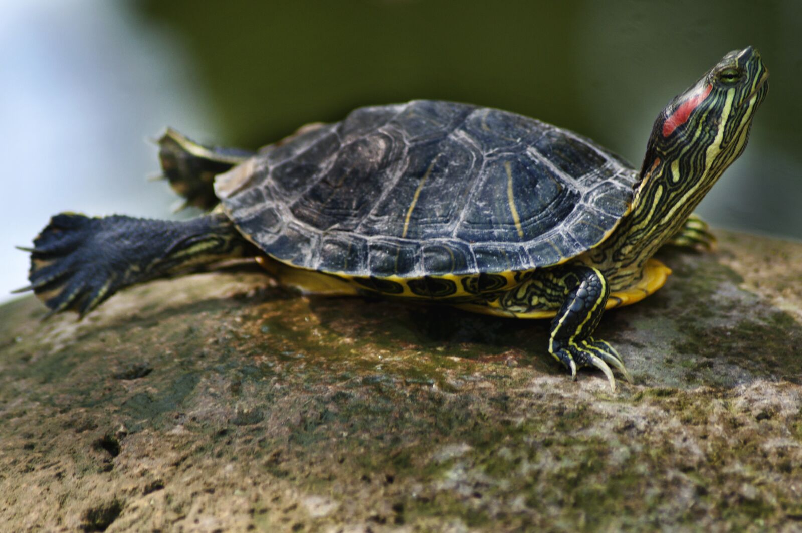 Nikon D90 sample photo. Turtle, small, animals photography