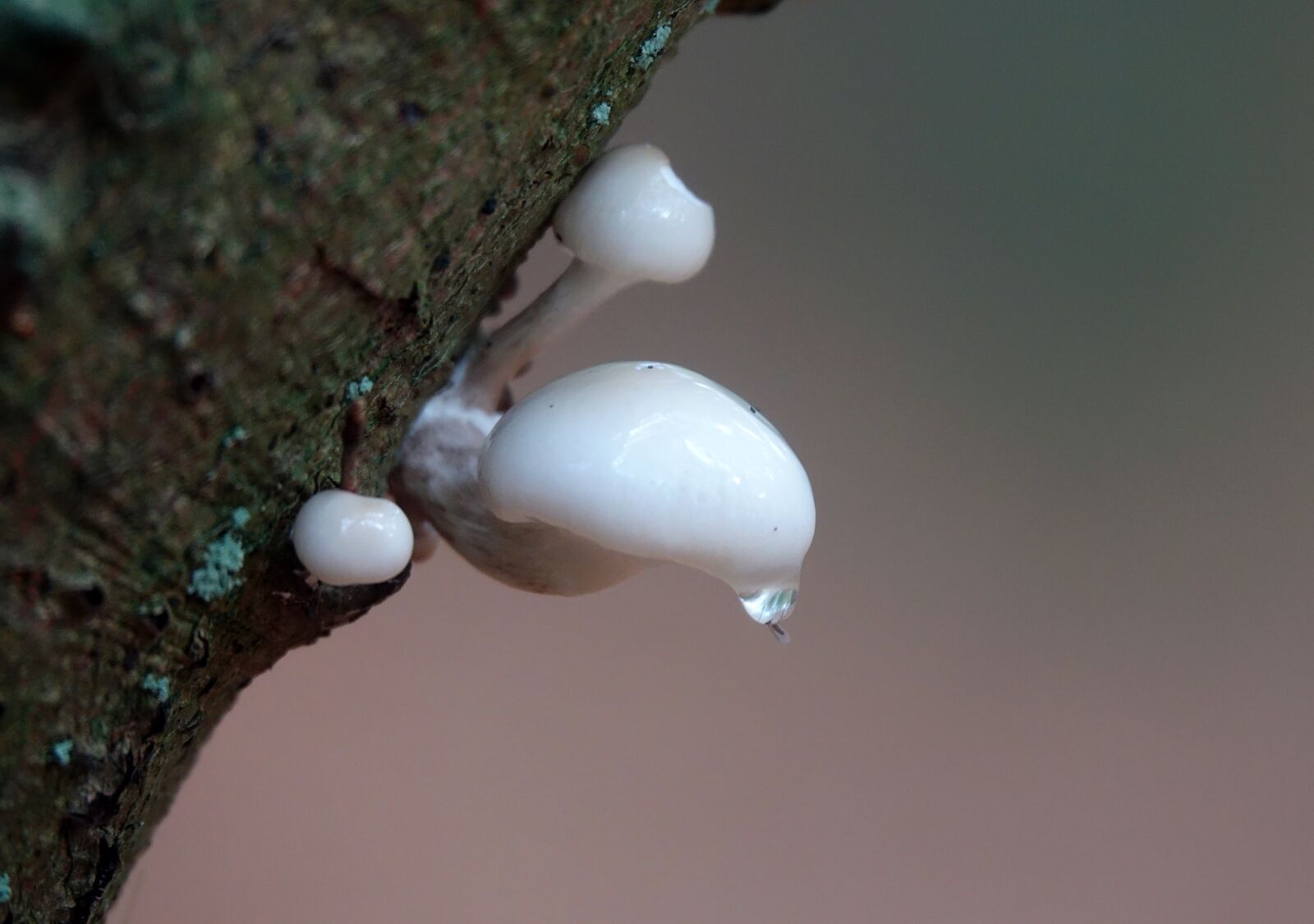 Sony Cyber-shot DSC-RX10 III sample photo. Mushrooms, mushroom, shiny photography