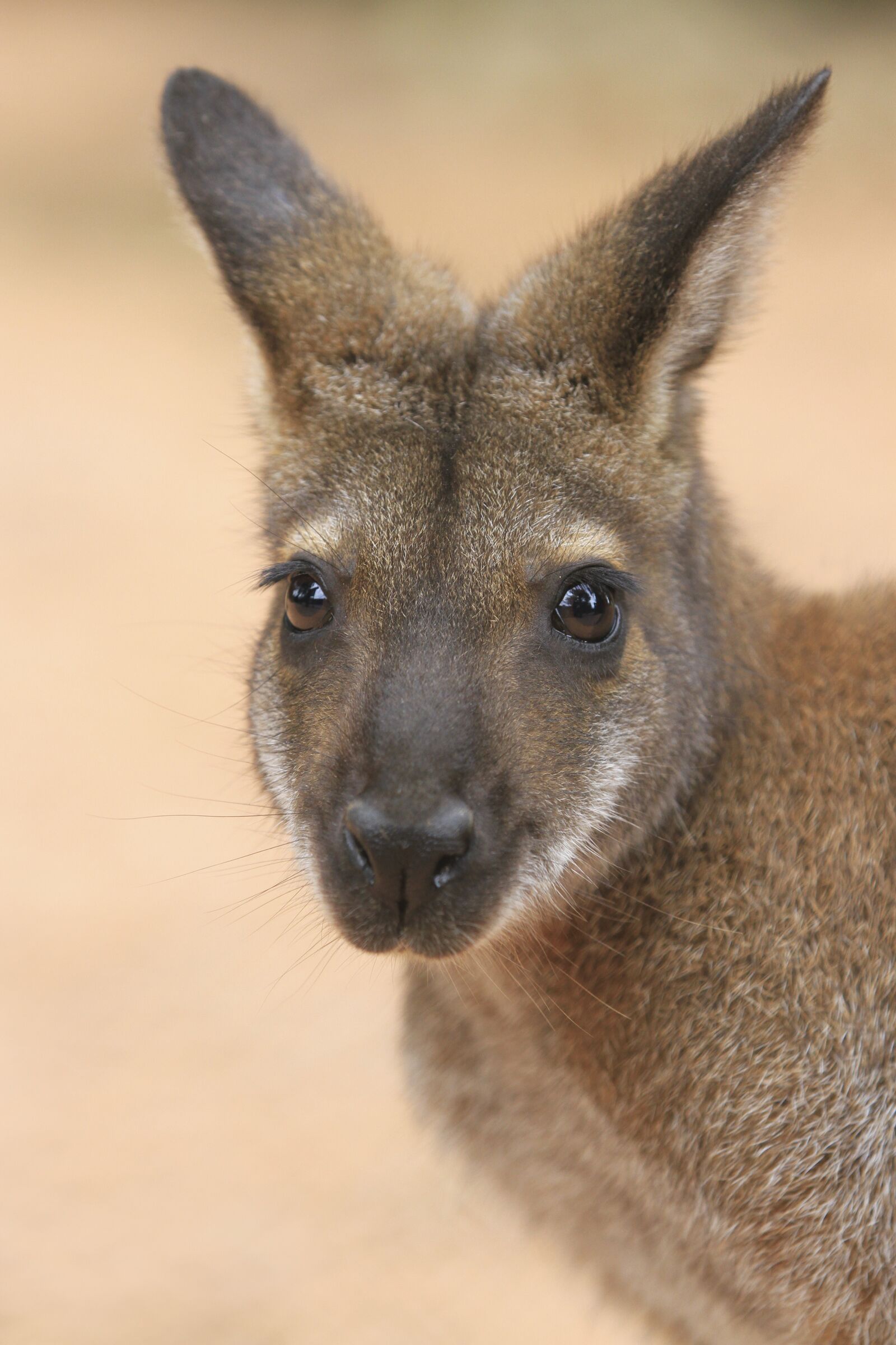 Canon EOS 7D sample photo. Kangaroo, marsupilale, animal photography