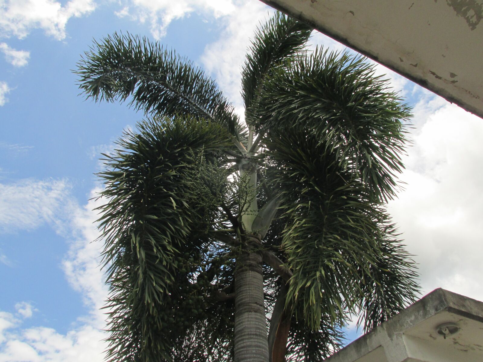 Canon PowerShot SX160 IS sample photo. Palma, trees, tropical photography