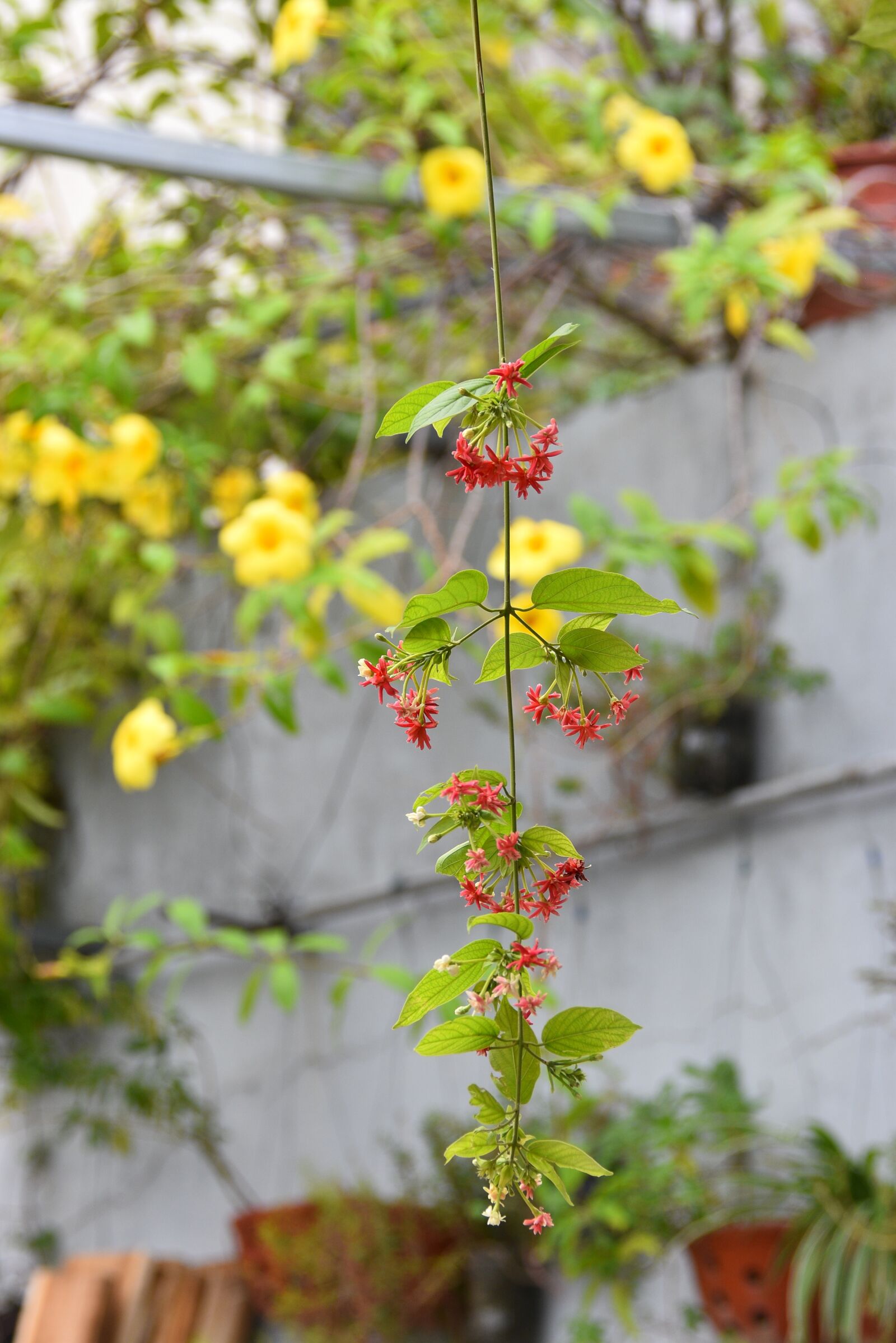 Nikon D7200 sample photo. Flower, the leaves, spike photography