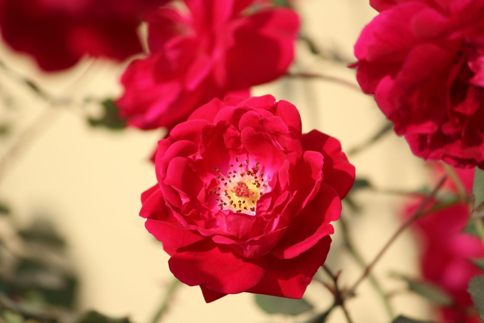 Canon EOS 1200D (EOS Rebel T5 / EOS Kiss X70 / EOS Hi) sample photo. Rose, rosa, flower photography