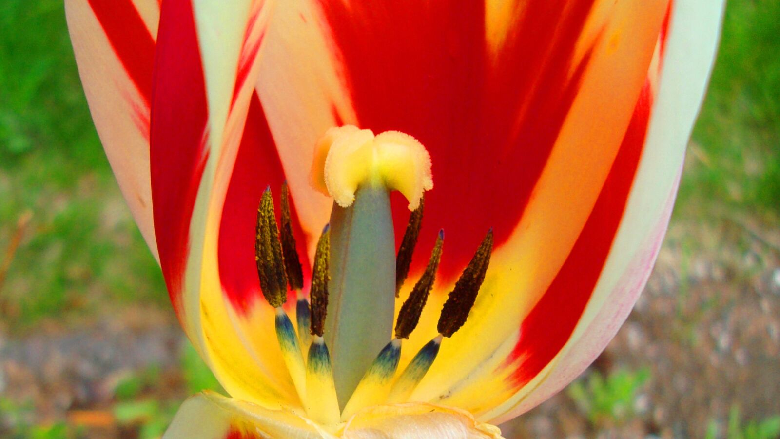 Sony Cyber-shot DSC-W120 sample photo. Tulip, flower, interior photography