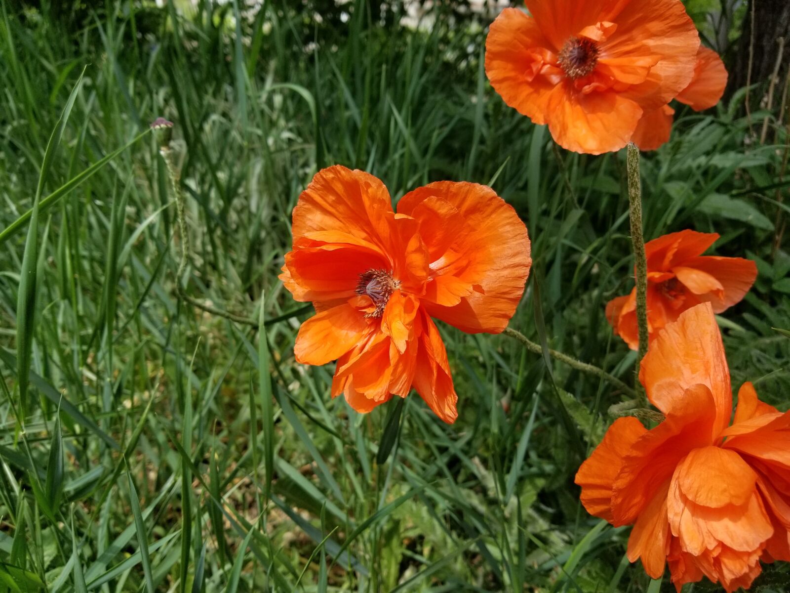 Samsung Galaxy S8 sample photo. Flower, poppy, red photography