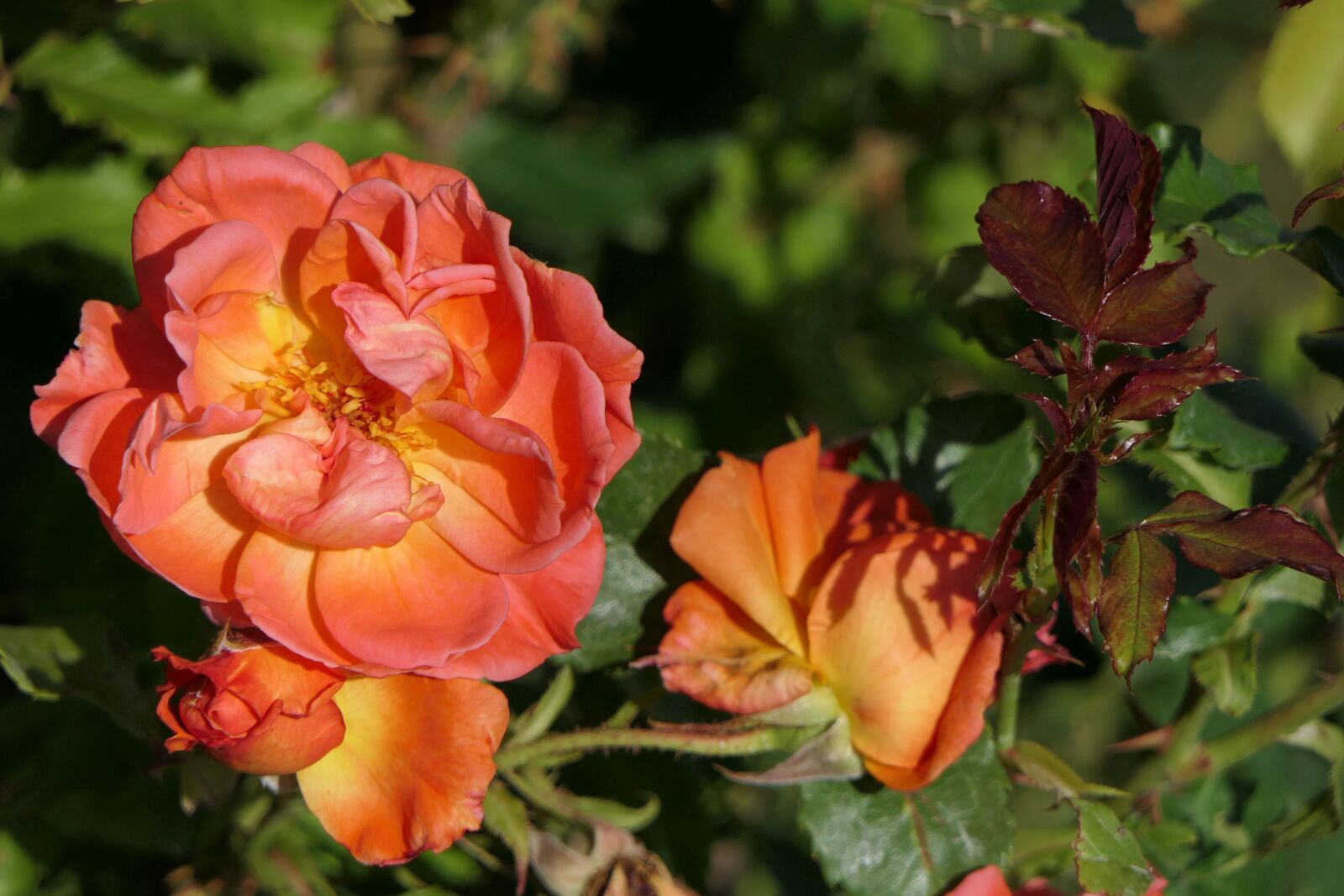 Panasonic Lumix DMC-FZ2500 (Lumix DMC-FZ2000) sample photo. Rose, blossom, bloom photography