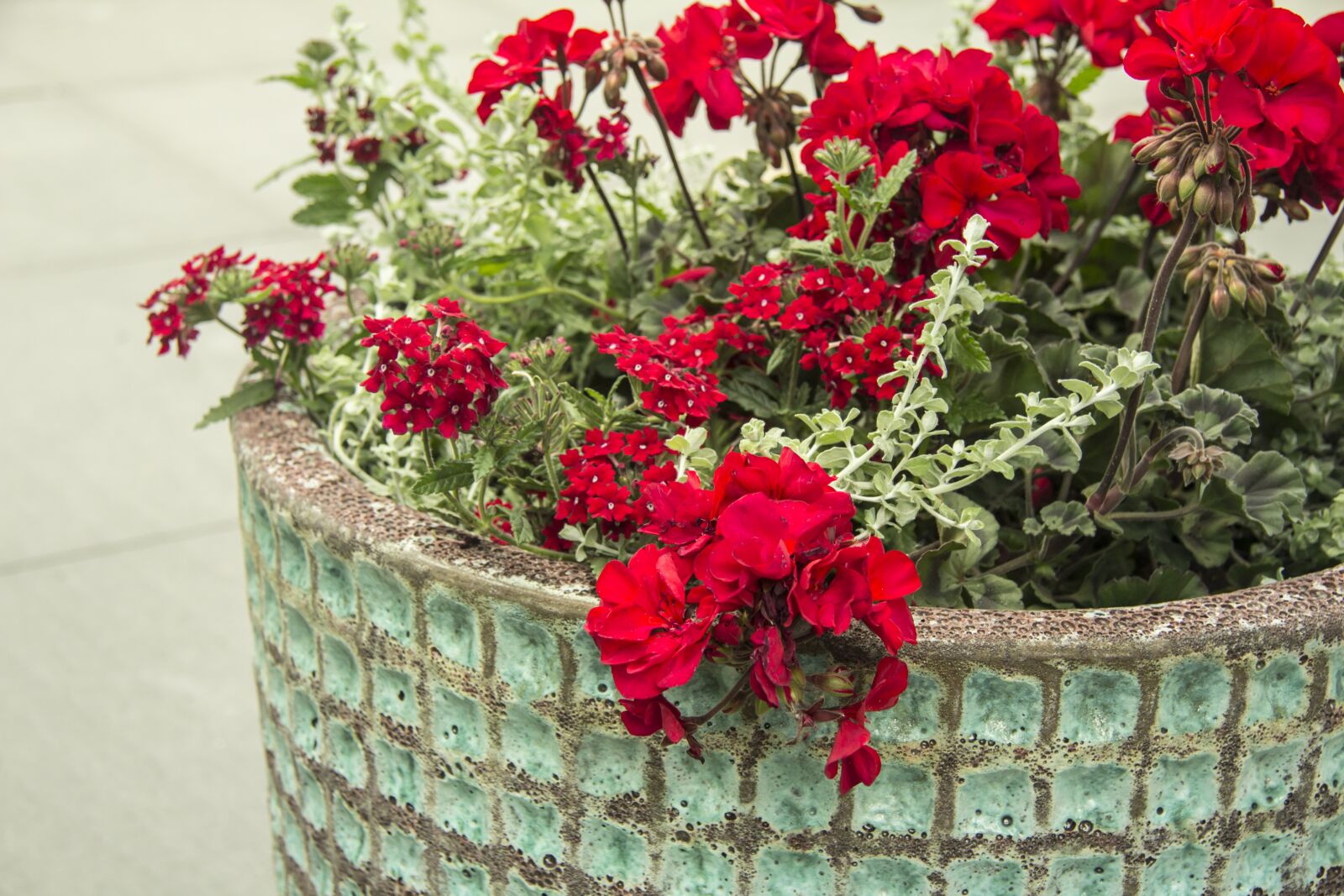 Canon EF-S 17-85mm F4-5.6 IS USM sample photo. Geraniums, garden, red photography