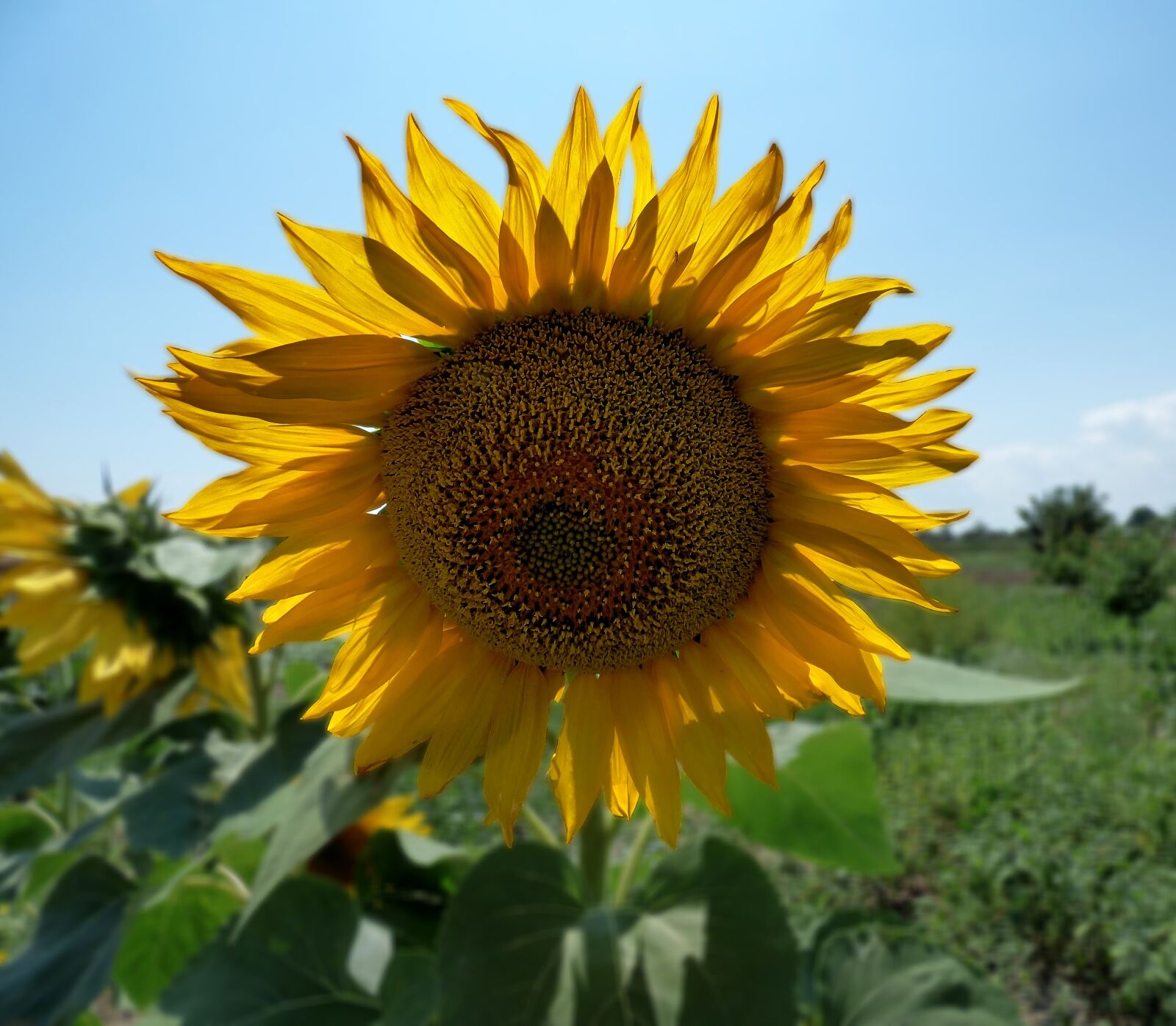 Panasonic DMC-FZ72 sample photo. Sunflower, nature, sunflower seeds photography