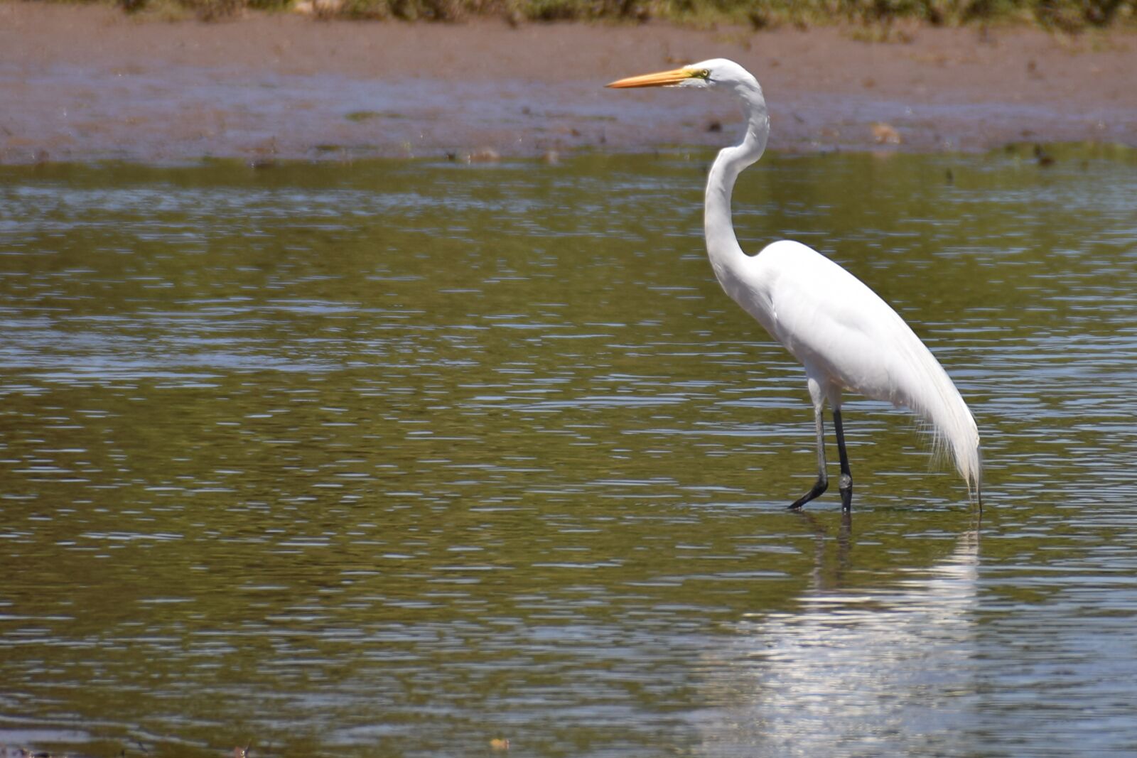 Nikon D5300 sample photo. Heron, lake, water photography