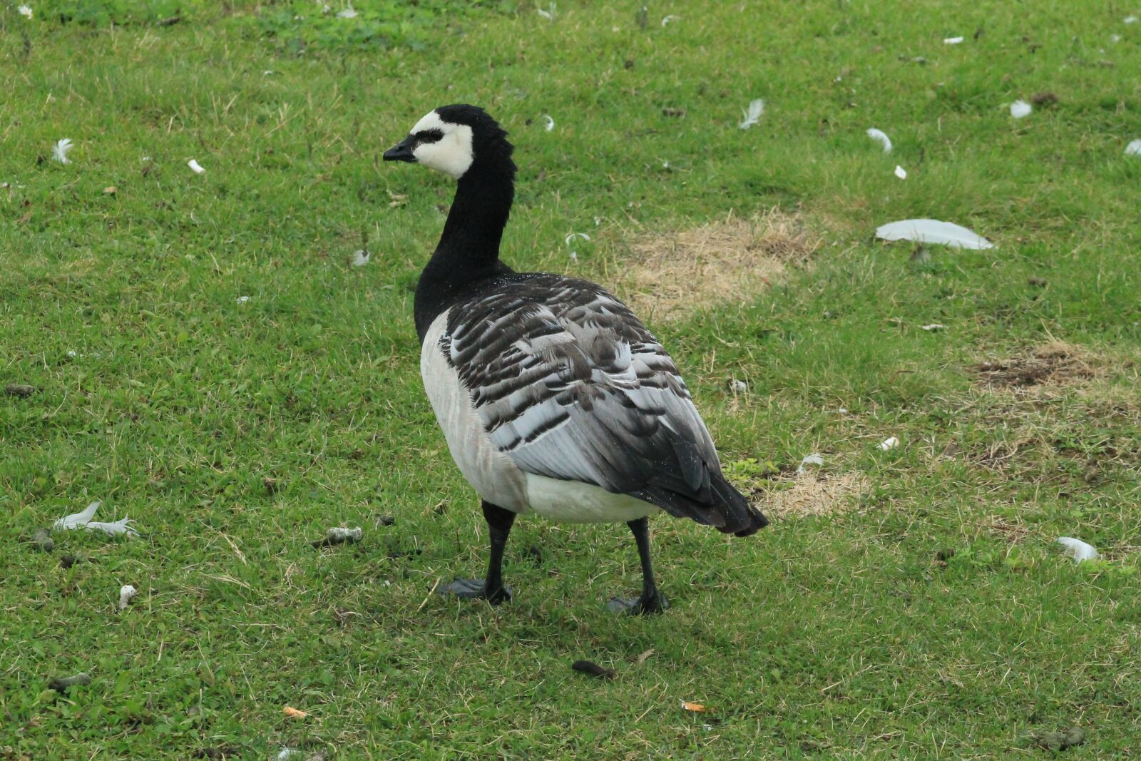 Canon EF 75-300mm f/4-5.6 sample photo. Goose, white-faced photography
