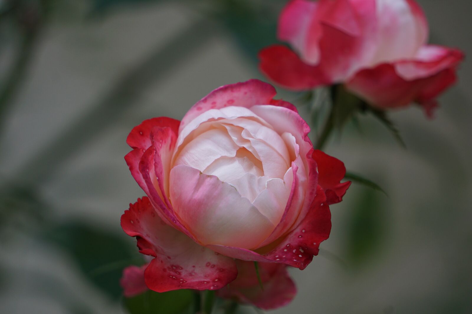 Sony E 55-210mm F4.5-6.3 OSS sample photo. Rose, blur, white rose photography