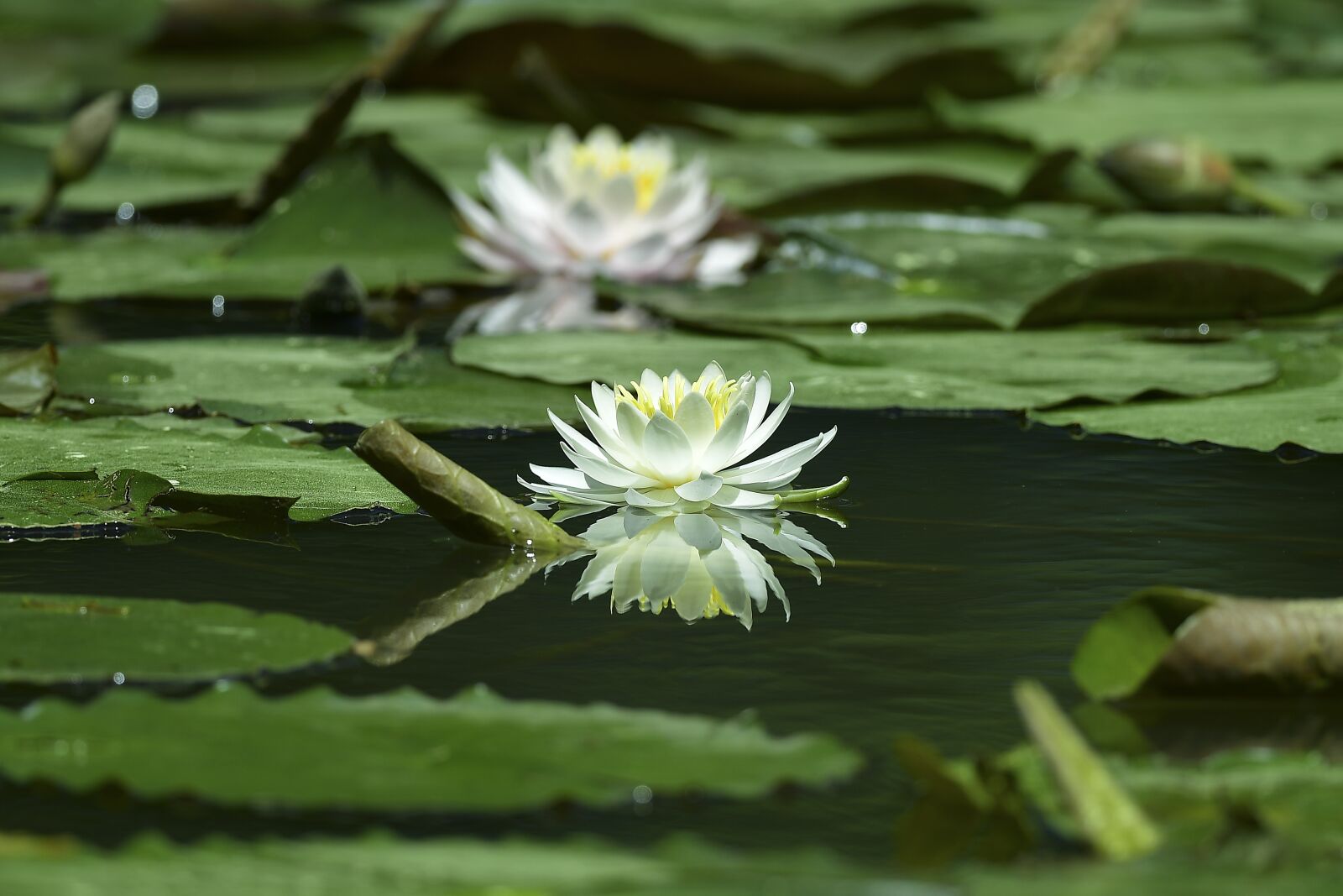 Nikon D500 sample photo. Water lilies, white training photography