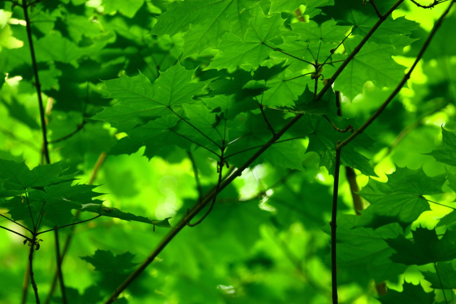 Canon EOS 450D (EOS Rebel XSi / EOS Kiss X2) sample photo. Leaf, plant, growth photography