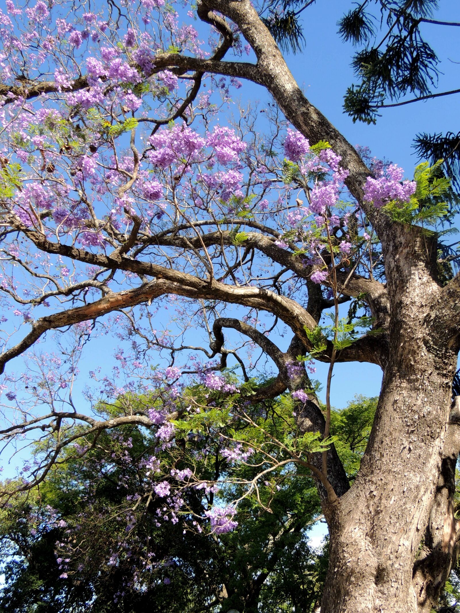 Nikon Coolpix P510 sample photo. Tree, nature, flowers photography