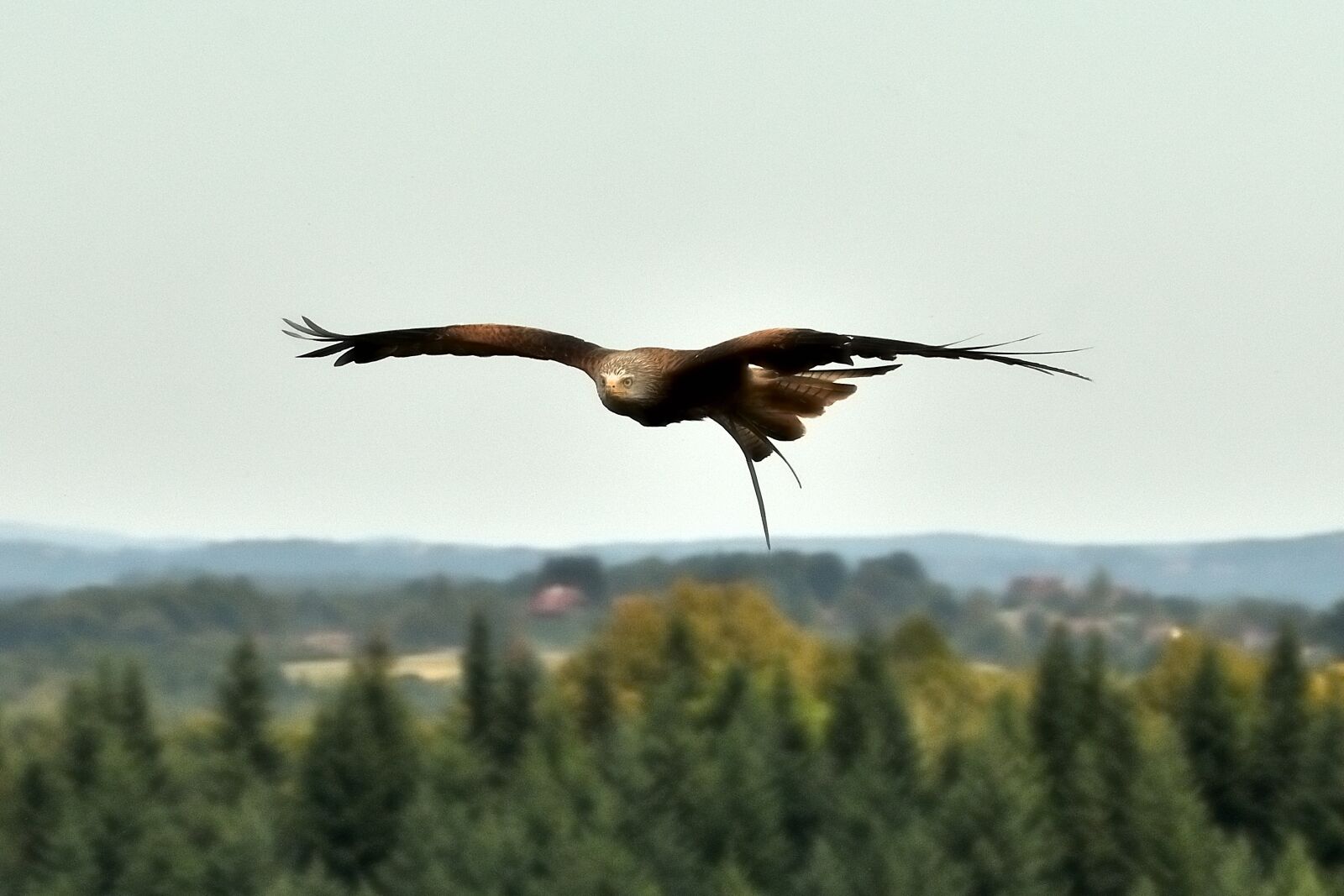 Nikon D500 sample photo. Adler, bird, sky photography