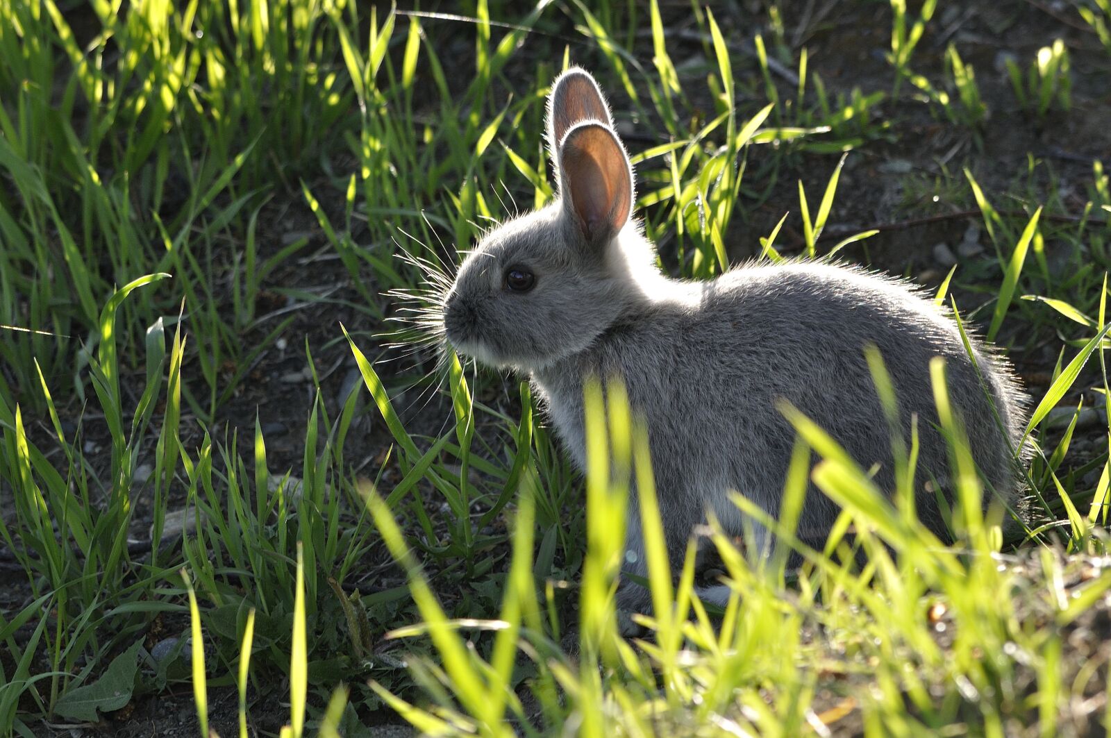 Nikon D5000 sample photo. Bunny, animal, nature photography