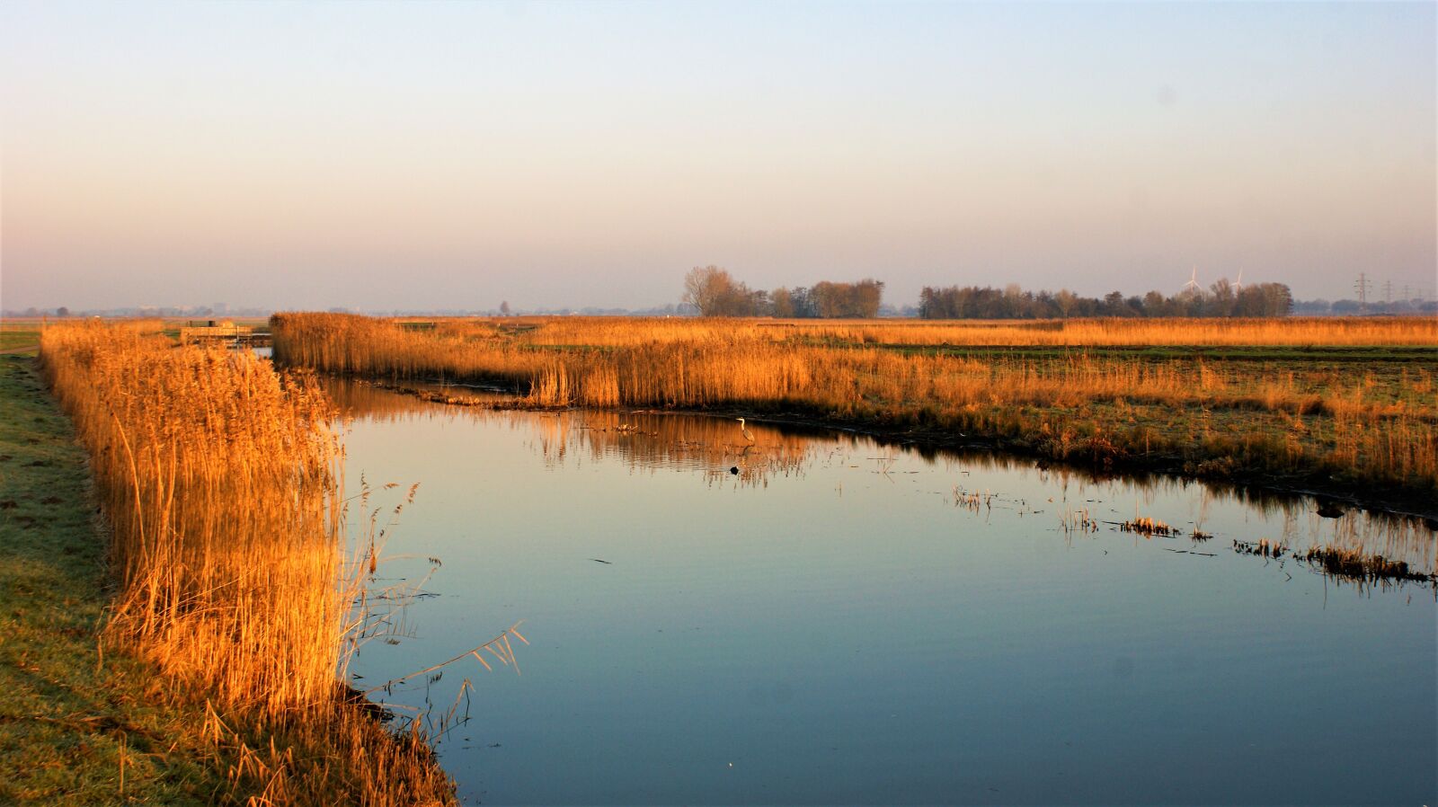 Sony Alpha DSLR-A350 sample photo. Landscape, nature, reed photography