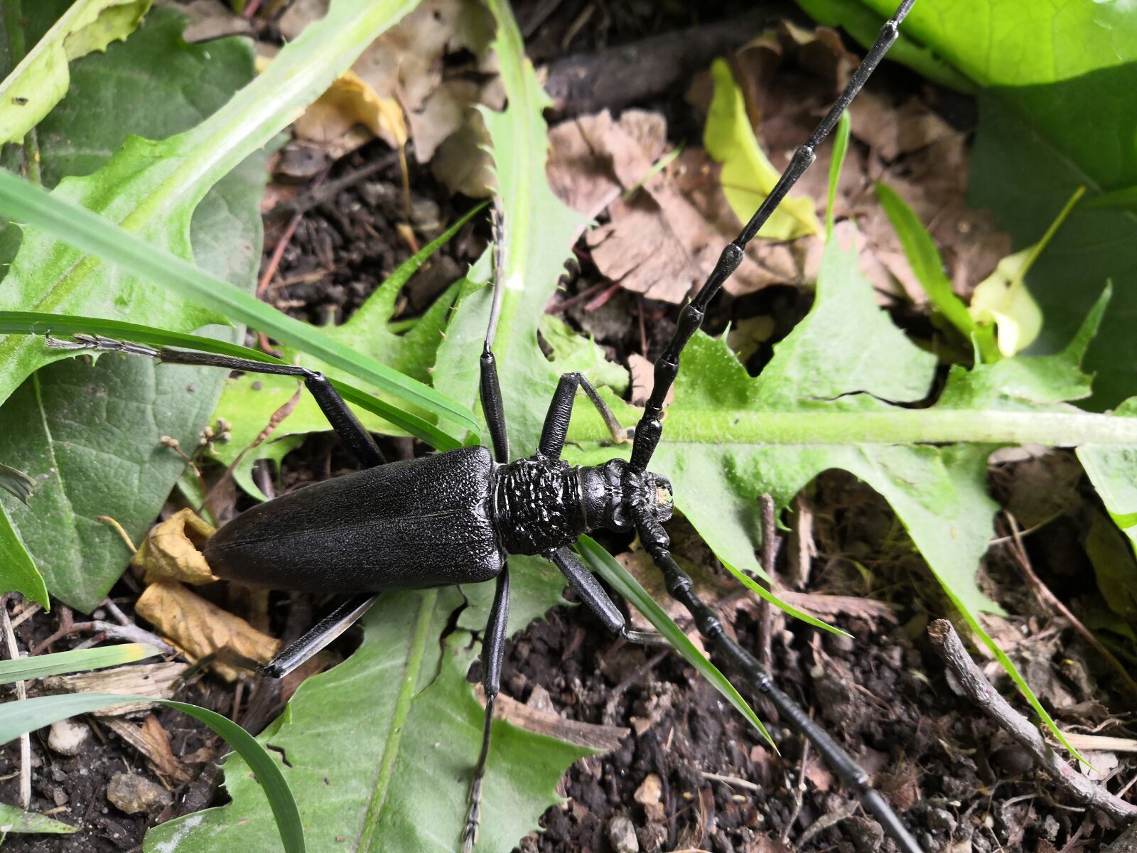 HUAWEI Honor 10 sample photo. Insect, the beetle, nature photography