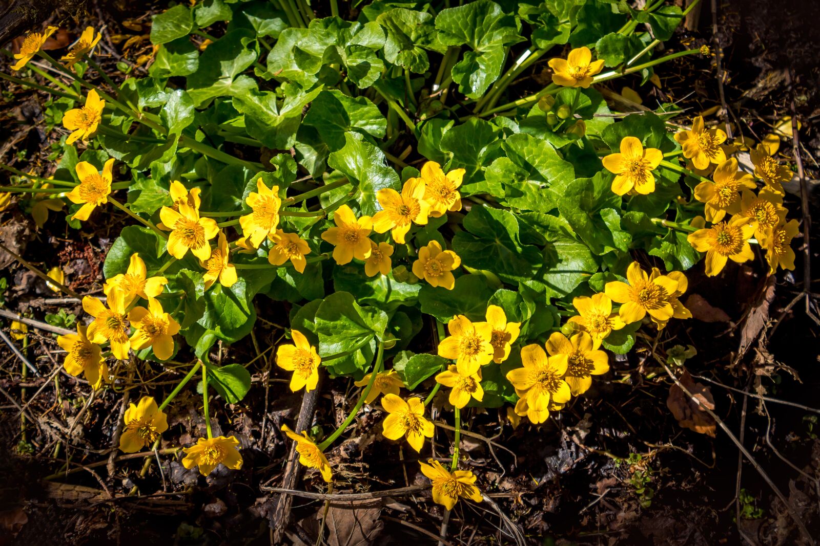 Canon EOS 1300D (EOS Rebel T6 / EOS Kiss X80) sample photo. Caltha palustris, yellow, ranunculaceae photography