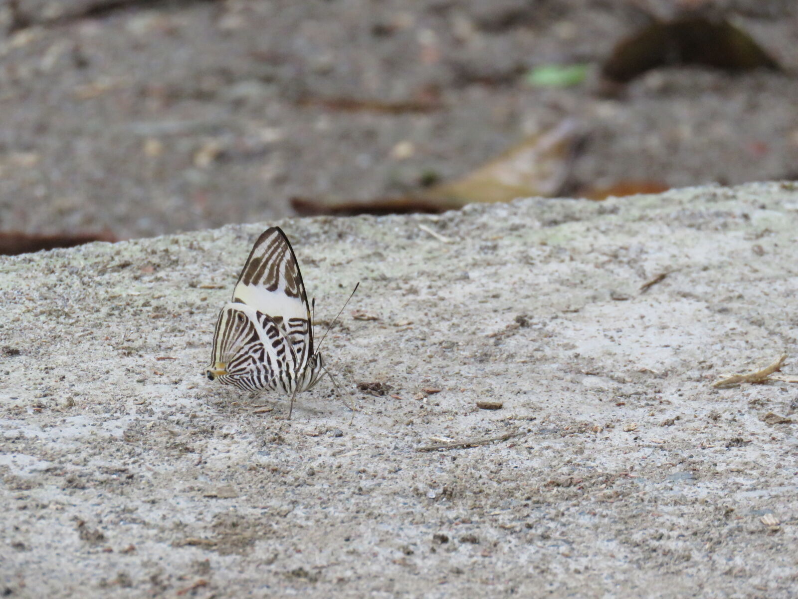 Canon PowerShot SX60 HS sample photo. Butterfly photography