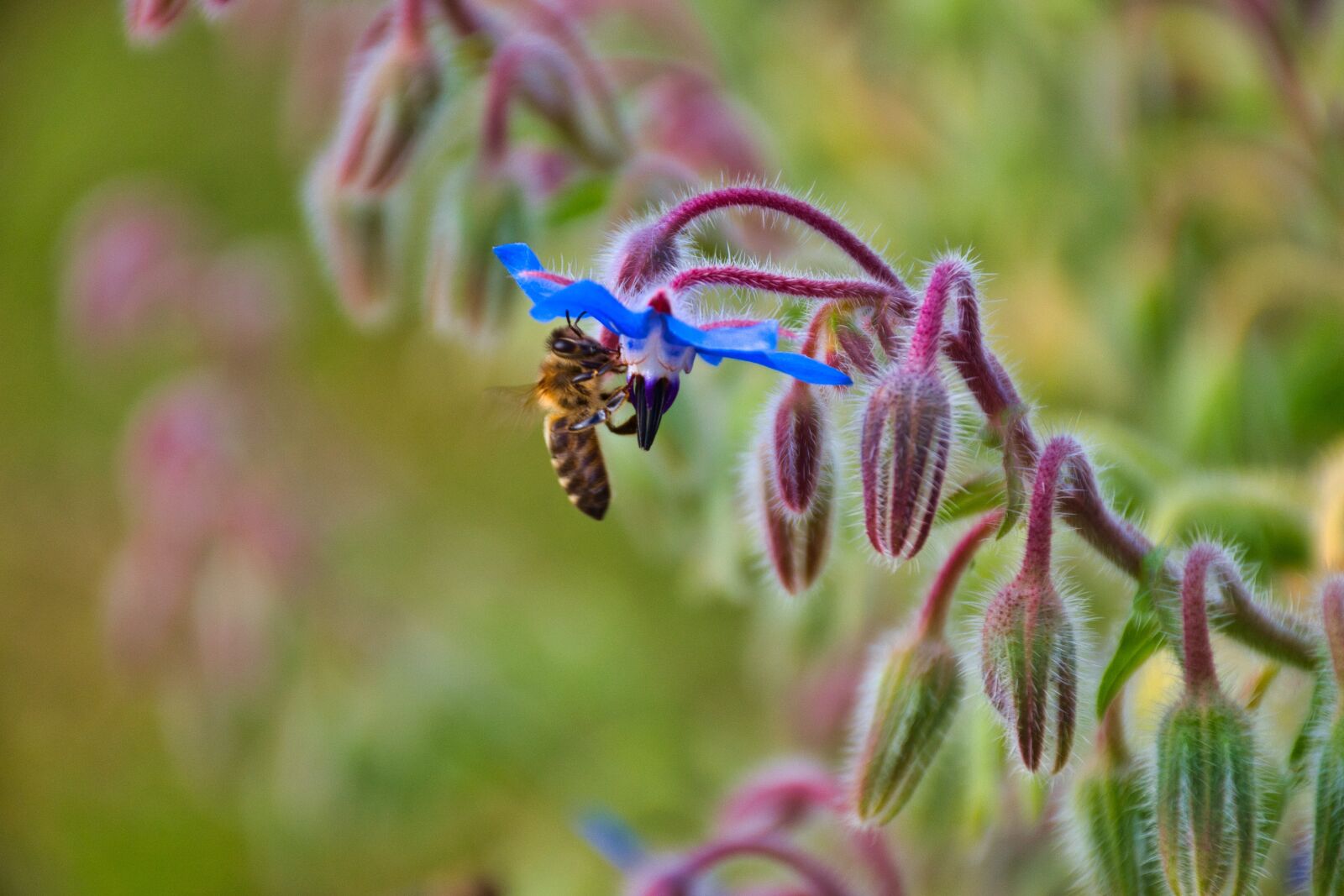 Nikon D5600 sample photo. Pollination, bee, flowers photography
