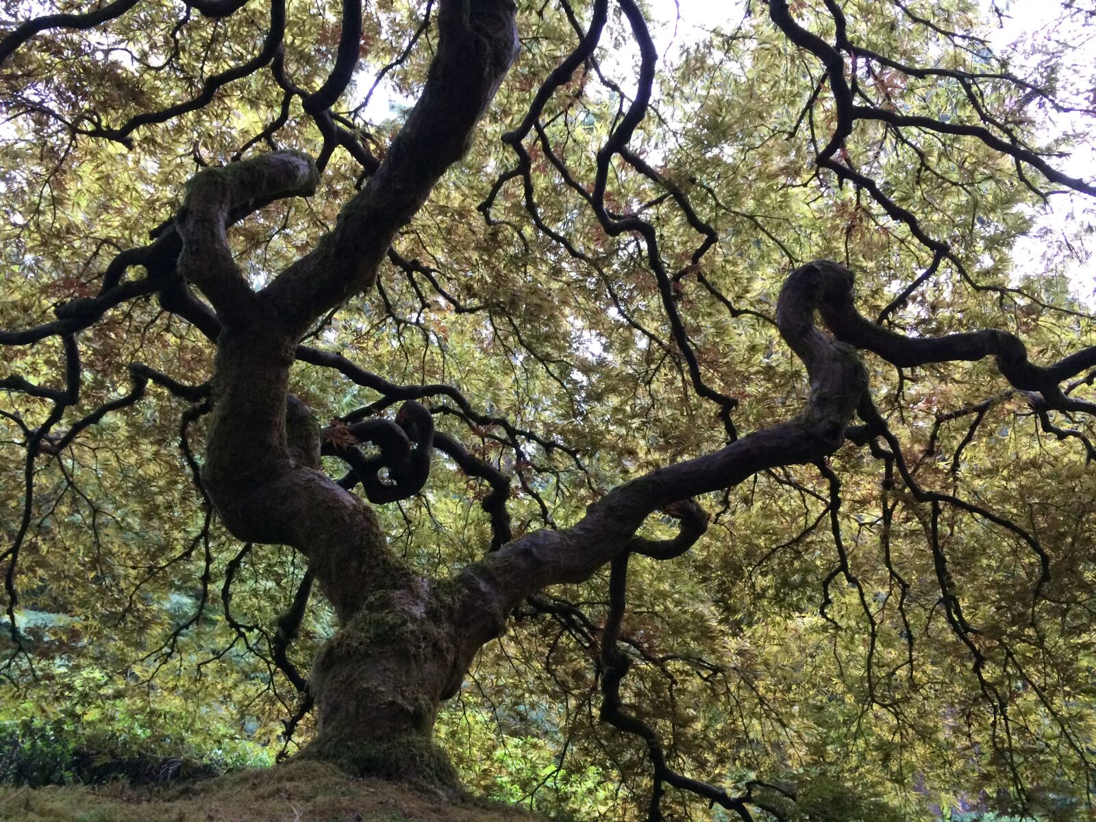 iPhone 5s back camera 4.12mm f/2.2 sample photo. Tree, trunk, nature photography