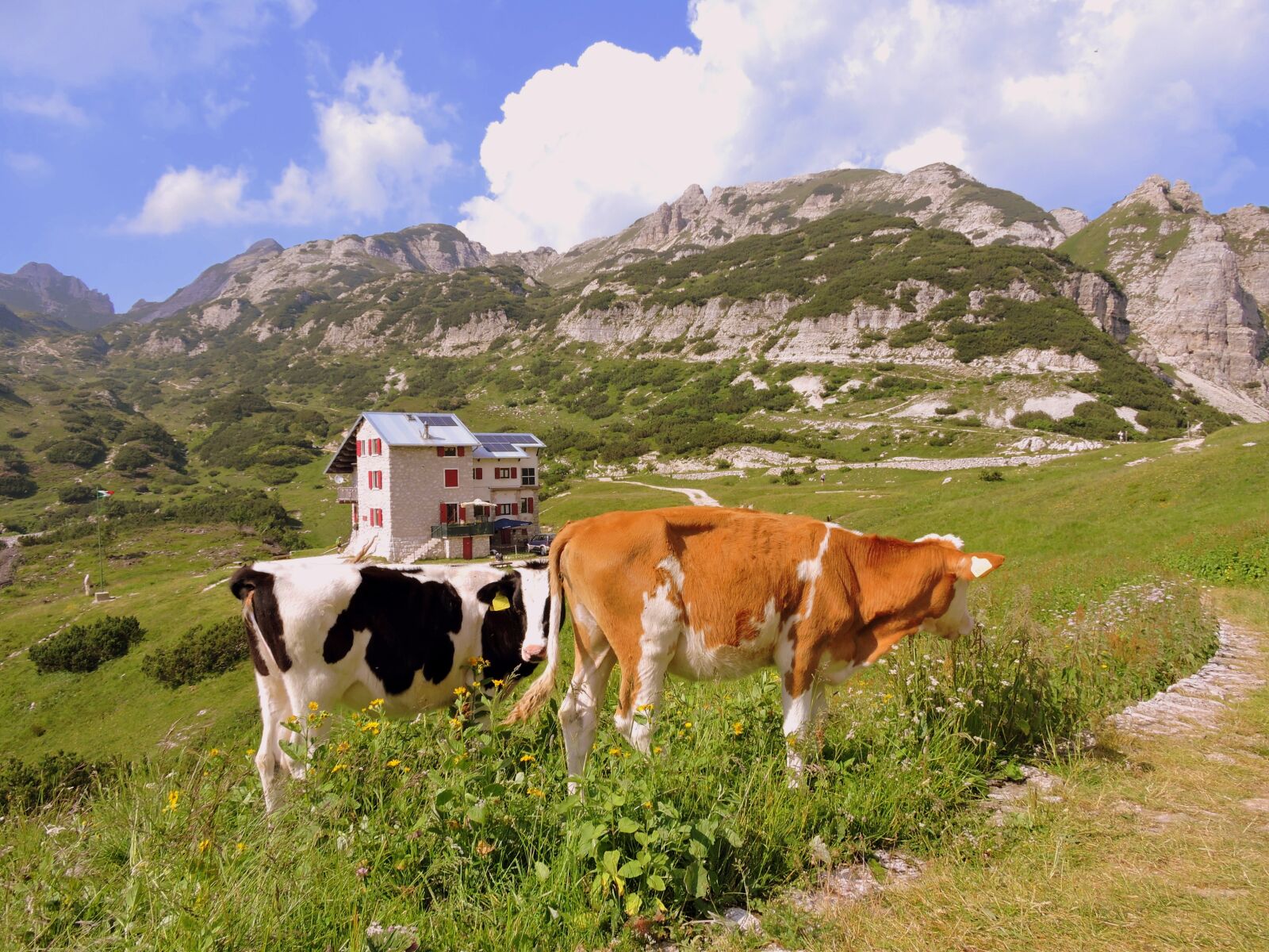 Nikon Coolpix P600 sample photo. Cow, prato, mountain photography