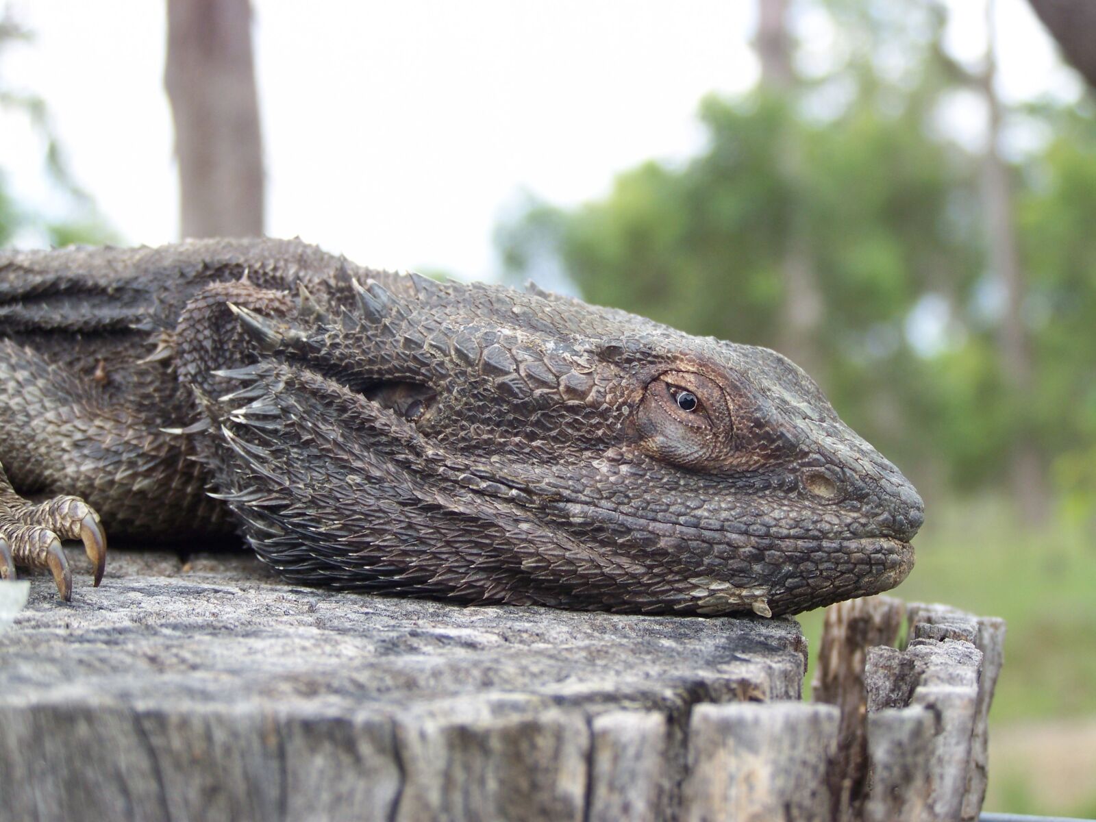 Kodak EASYSHARE ZD710 ZOOM DIGITAL CAMERA sample photo. Lizard, dragon, ancient photography