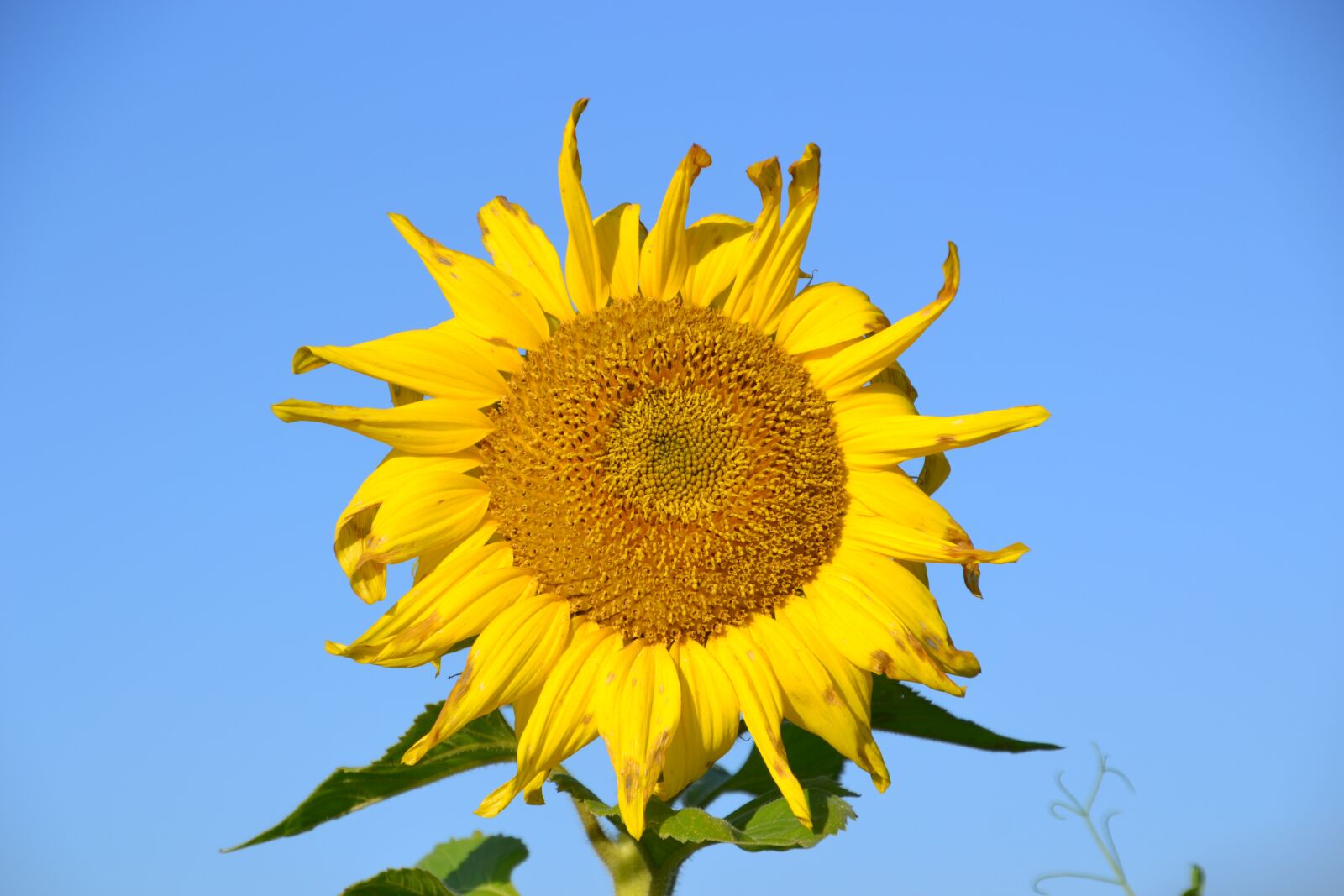 Nikon D3100 sample photo. Autumn, fodder plant, bees photography