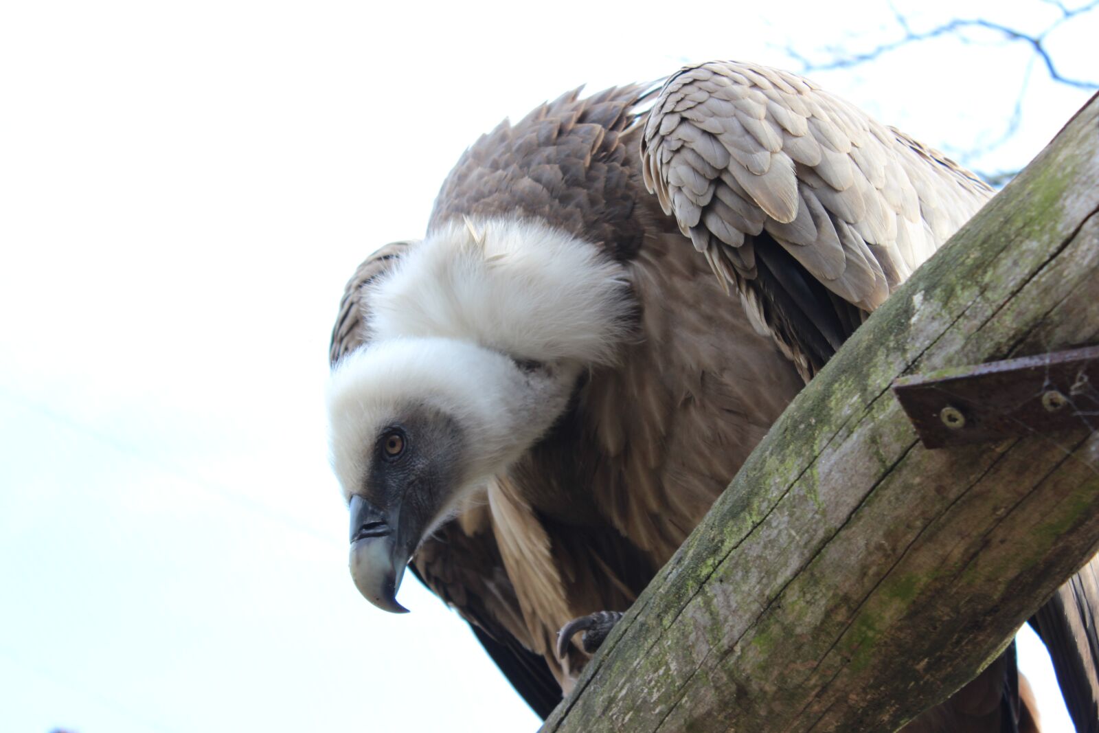 Canon EOS 600D (Rebel EOS T3i / EOS Kiss X5) sample photo. Vulture, birds, bird photography