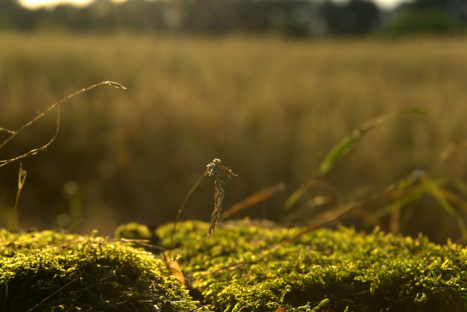 Sony a6000 sample photo. Moss, grass, cereals photography