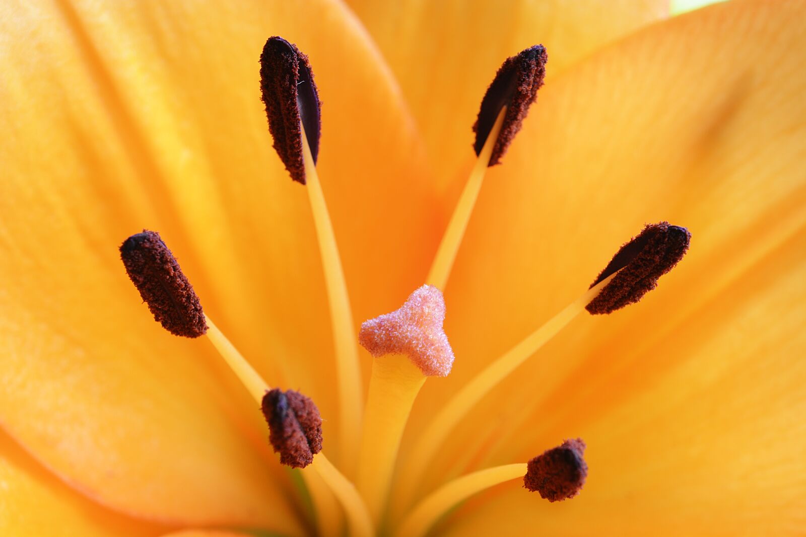 Nikon D7100 sample photo. Close, flower, yellow photography