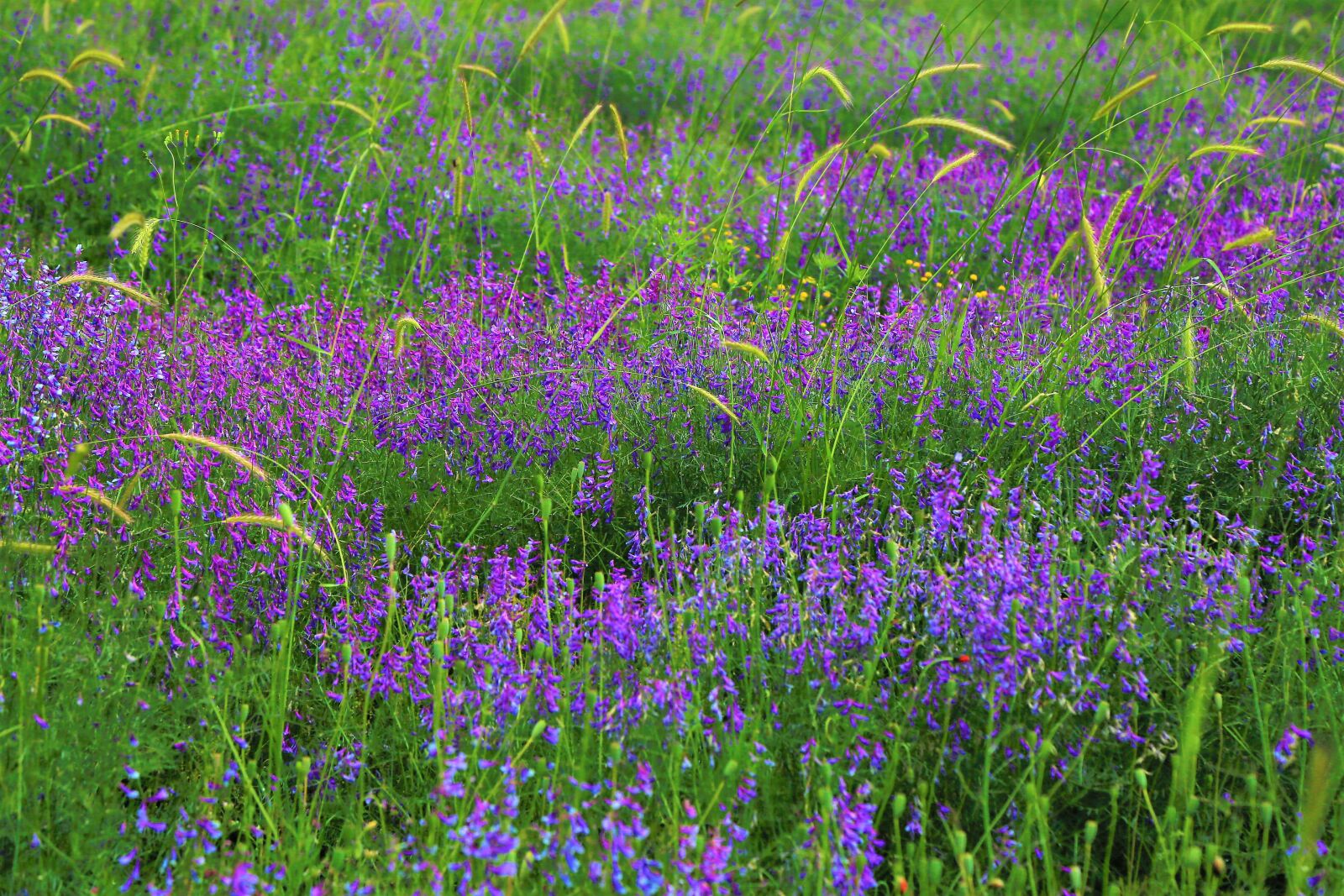 Canon EF 24-105mm F4L IS USM sample photo. Nature, flowers, spring photography