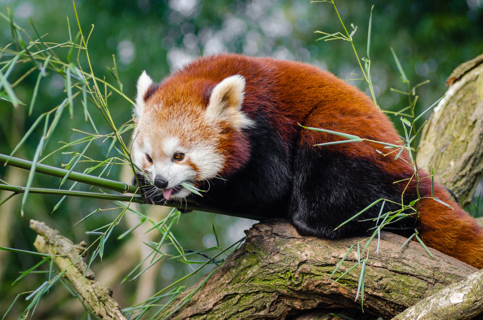 AF Zoom-Nikkor 80-200mm f/2.8 ED sample photo. Red, panda, on, bamboo photography