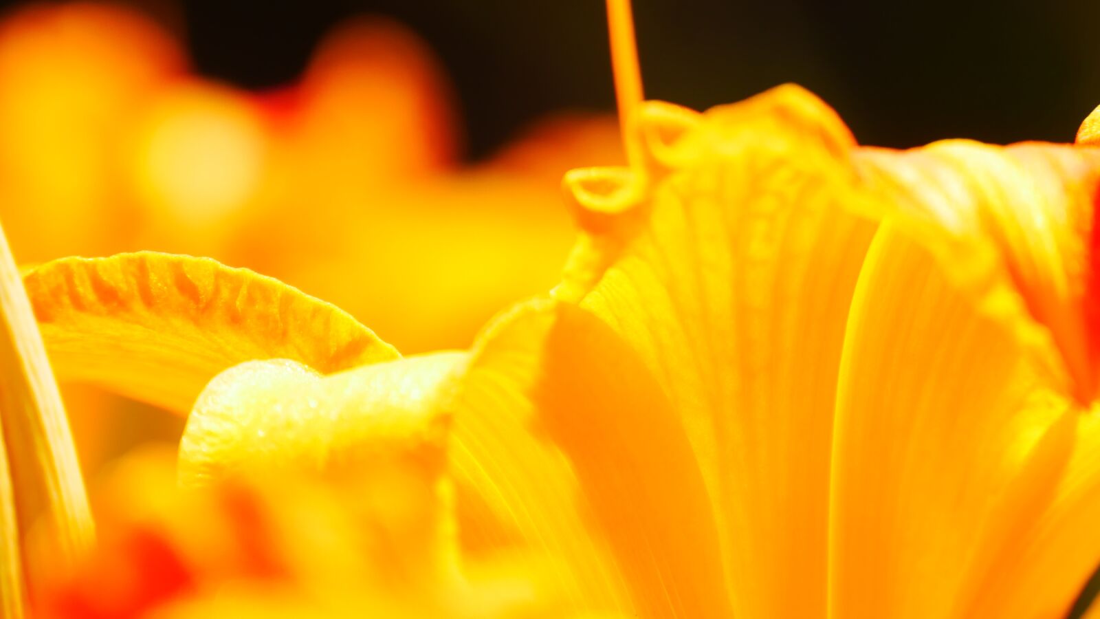 Panasonic Lumix DMC-G85 (Lumix DMC-G80) sample photo. Stamens, orange, flower photography