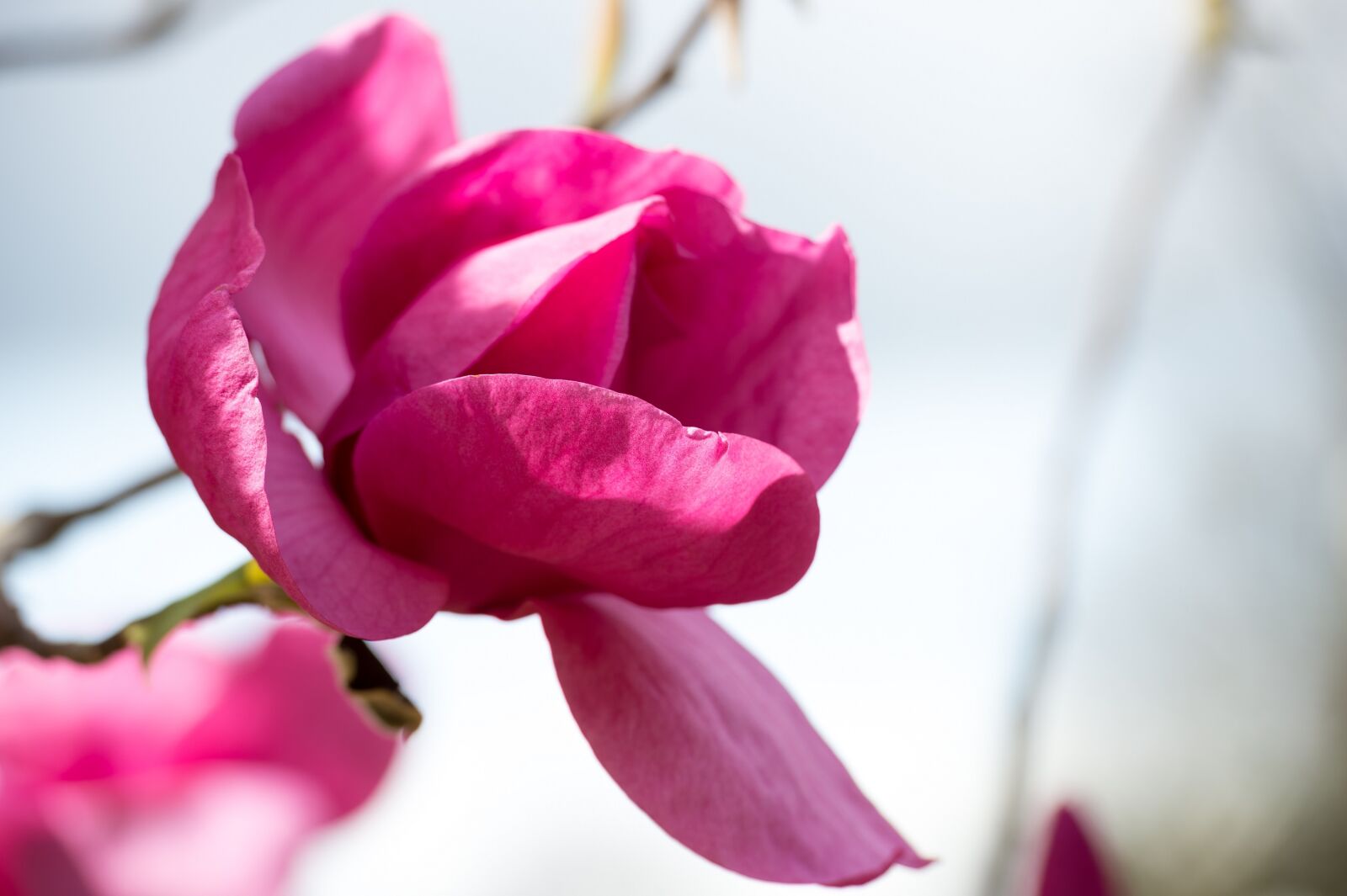 Nikon Df sample photo. Magnolia, pink, magenta photography