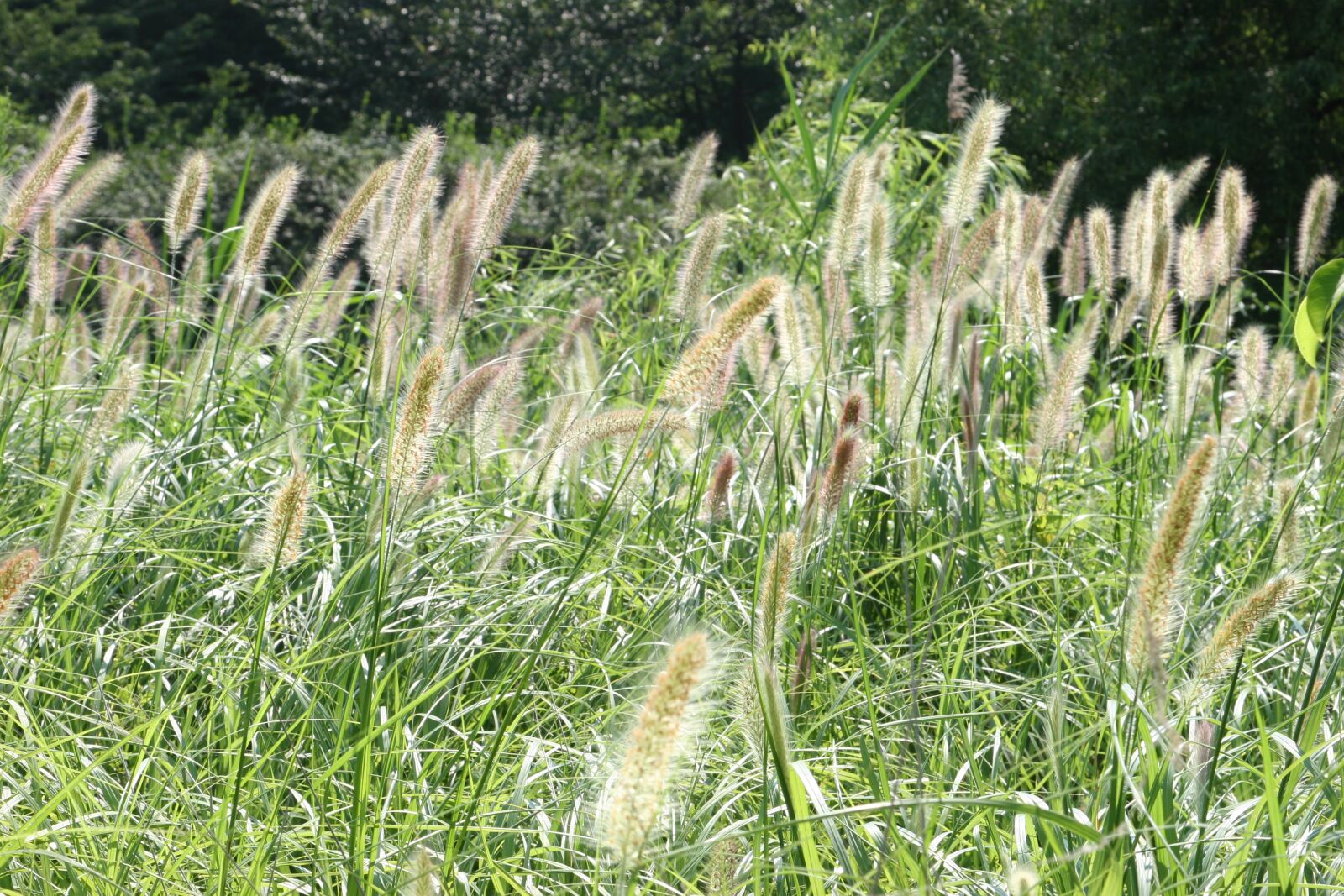 Canon EOS 20D sample photo. Hangang park, the han photography