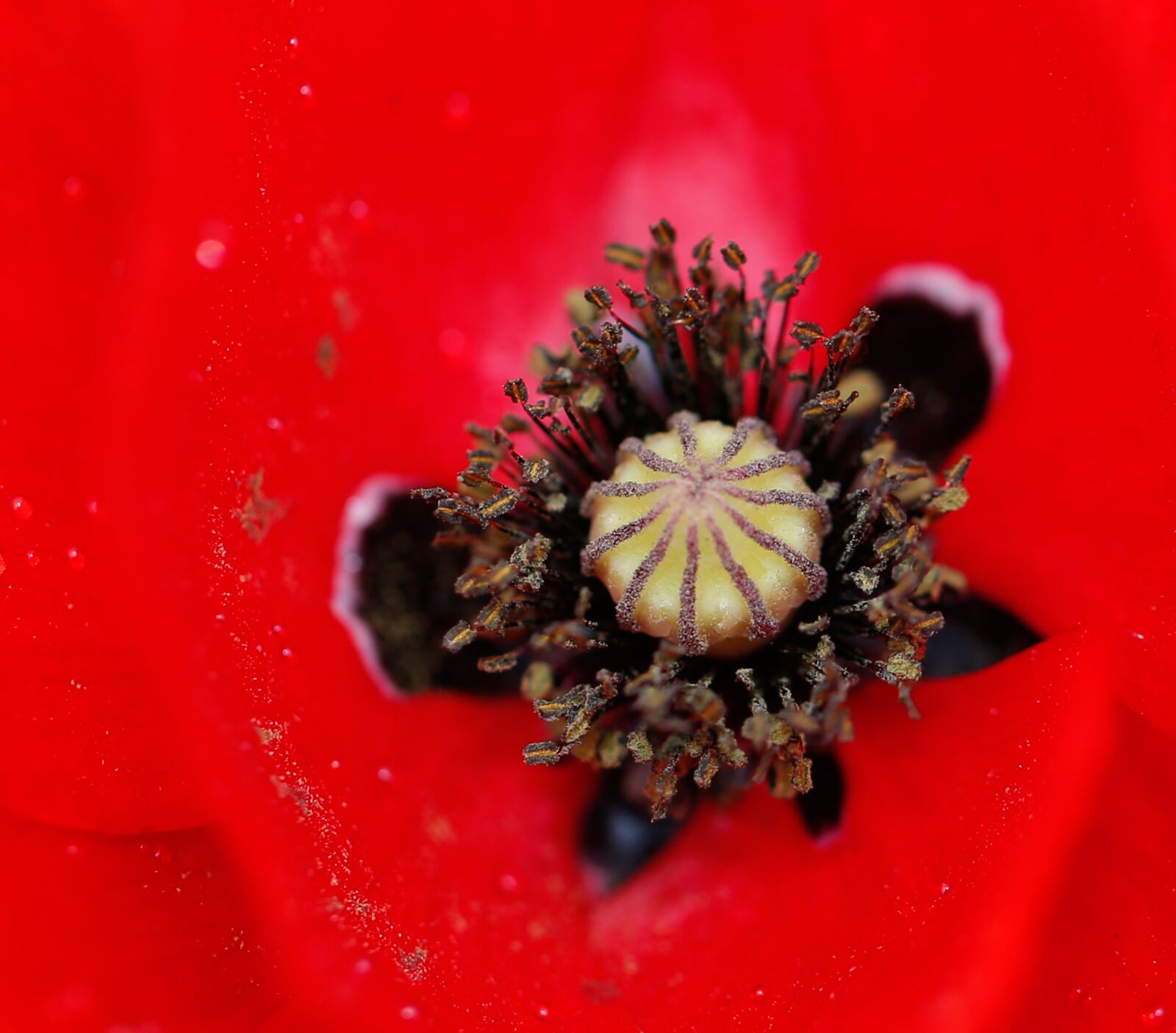 Canon EF 100mm F2.8L Macro IS USM sample photo. Poppy, flower, nature photography