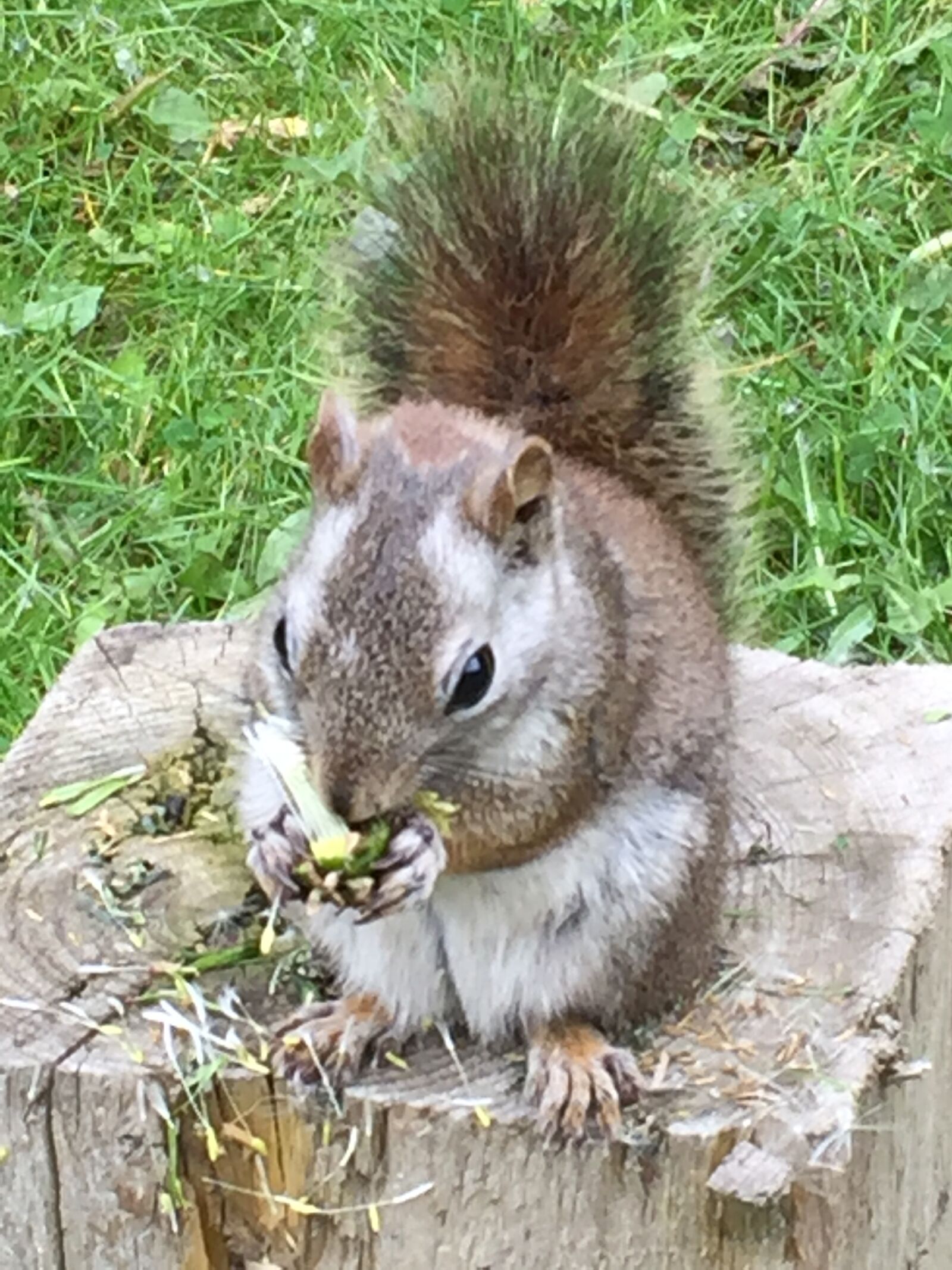 iPhone 6 back camera 4.15mm f/2.2 sample photo. Squirrel, nuts, rodent photography