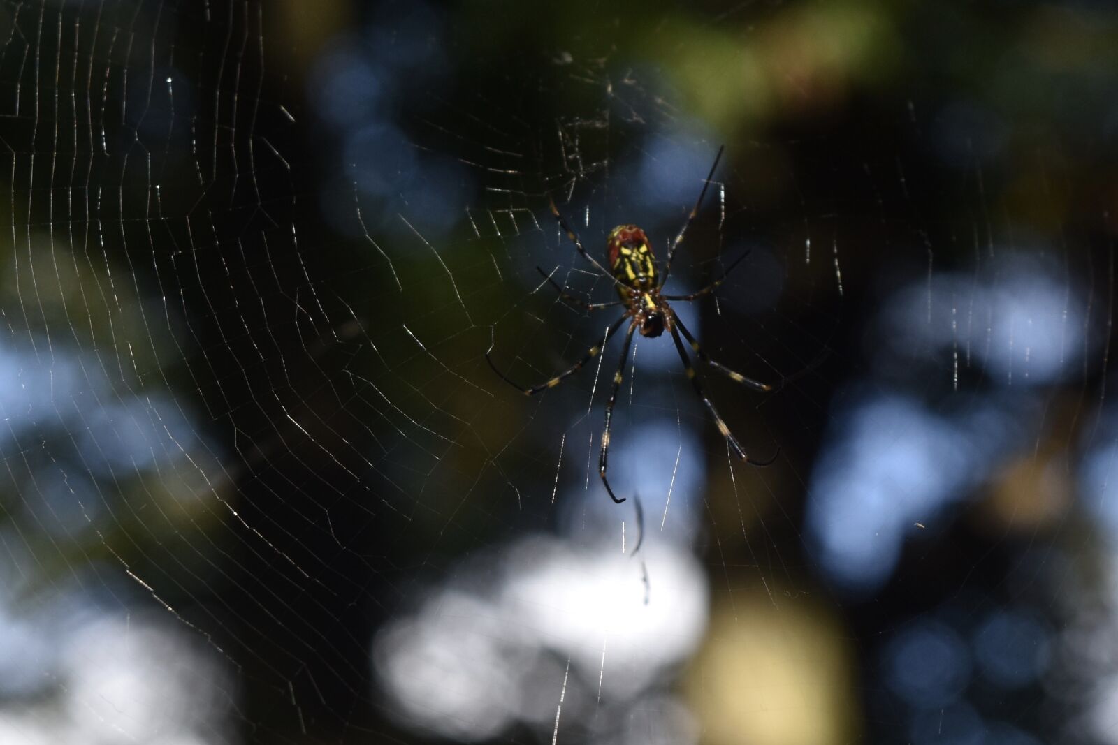 Nikon D5500 sample photo. Spider, fear, dangerous photography