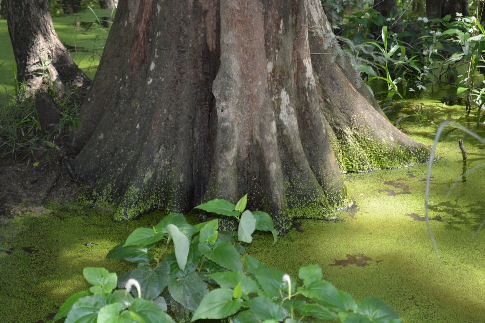 Nikon D5200 sample photo. Cypress, trees, nature photography