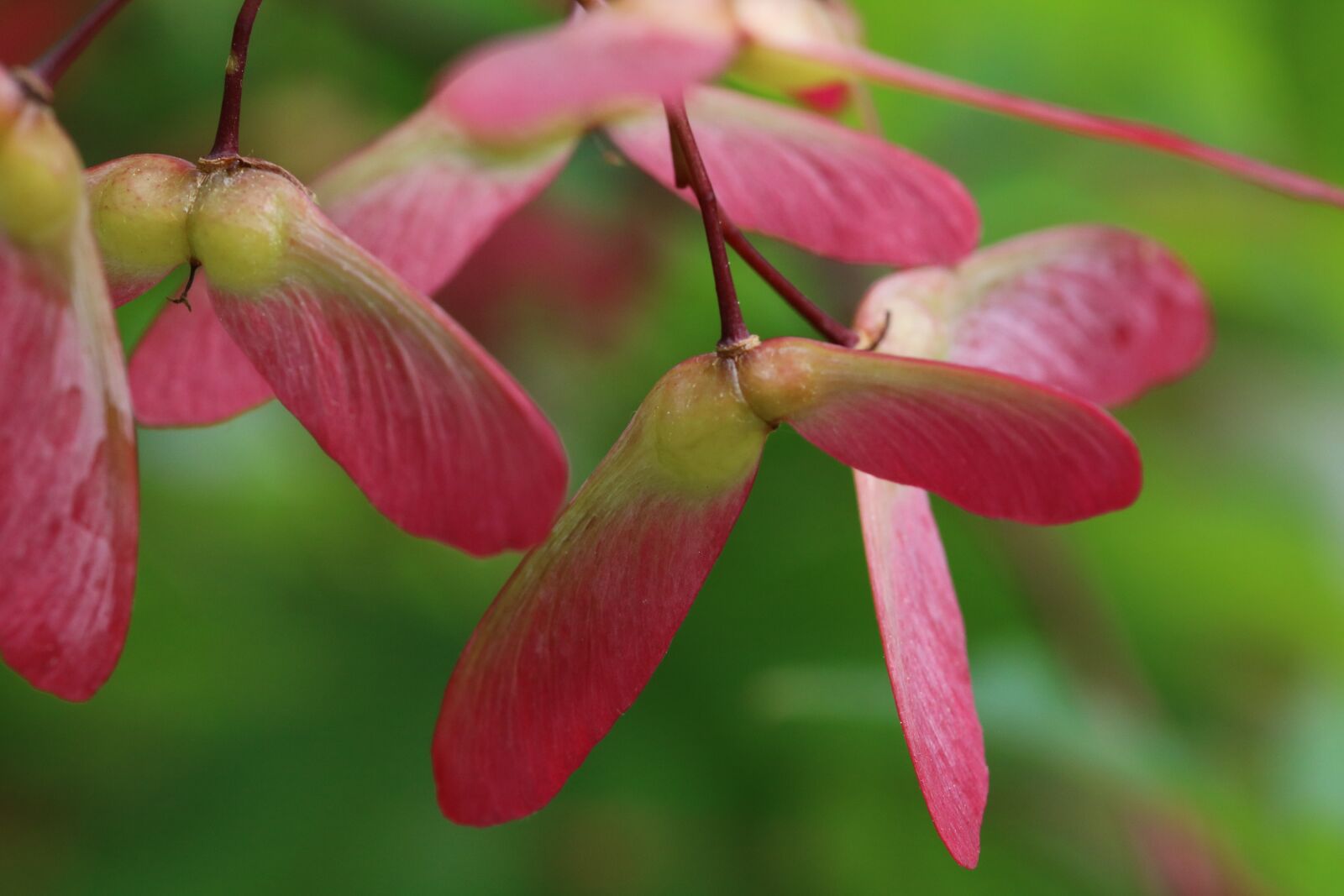 Canon EOS 750D (EOS Rebel T6i / EOS Kiss X8i) sample photo. Autumn leaves, seeds, maple photography