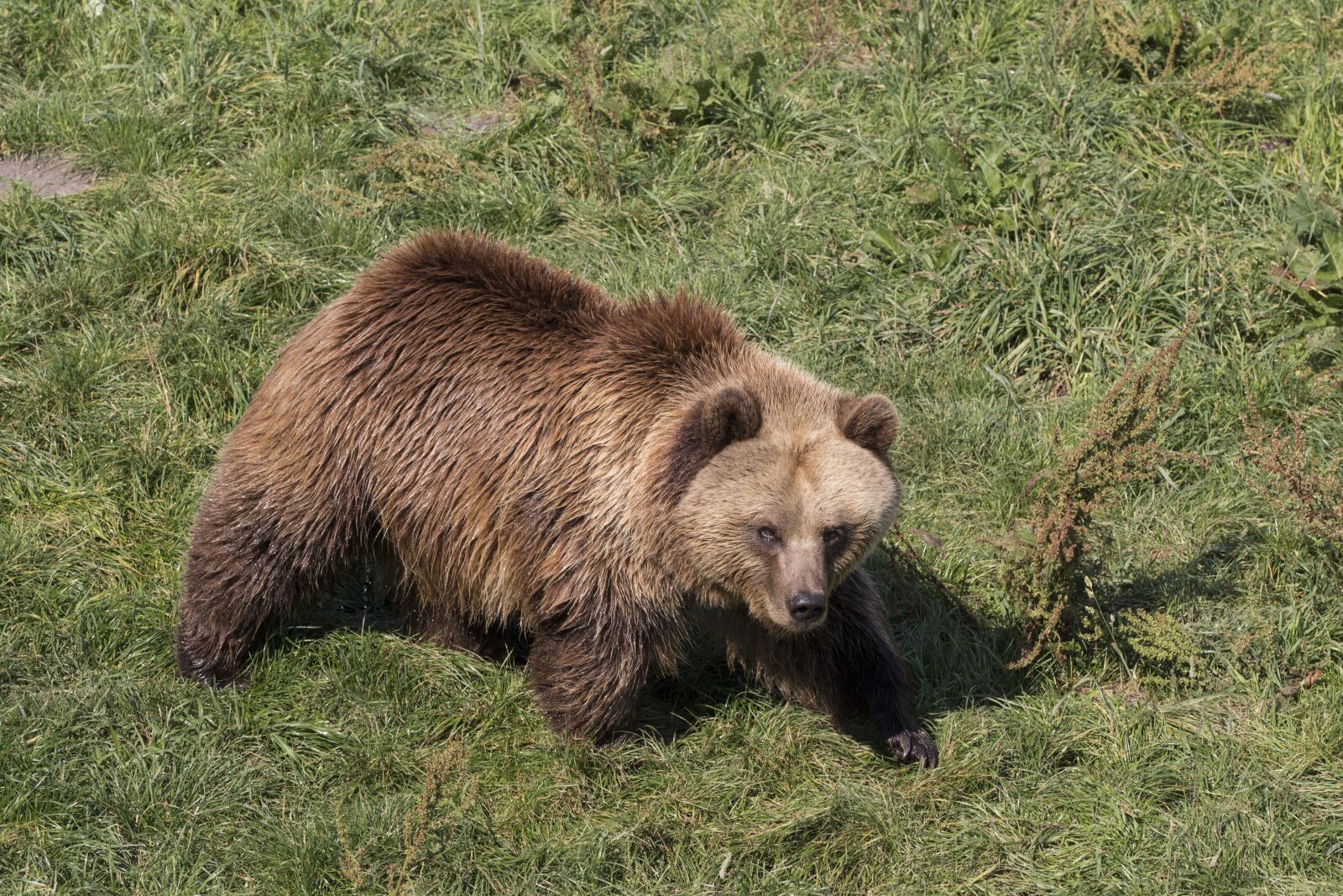Canon EOS 700D (EOS Rebel T5i / EOS Kiss X7i) sample photo. Animals, bear, nature photography