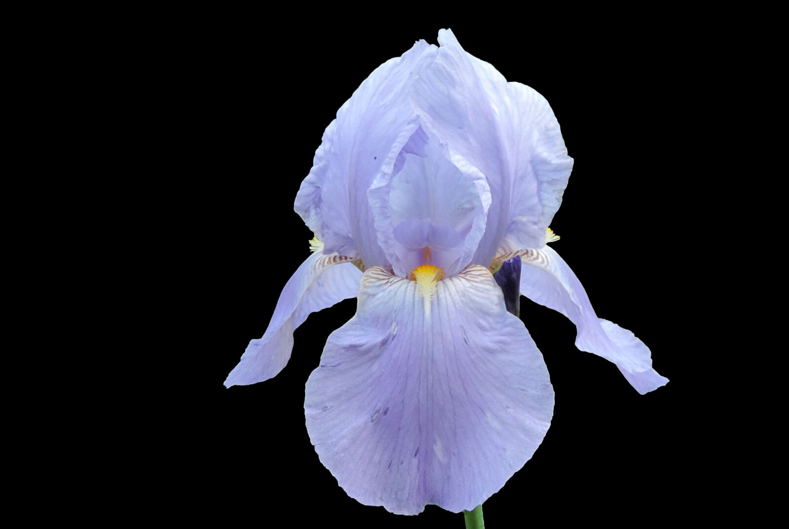 Nikon Coolpix P520 sample photo. Iris, blossom, bloom photography