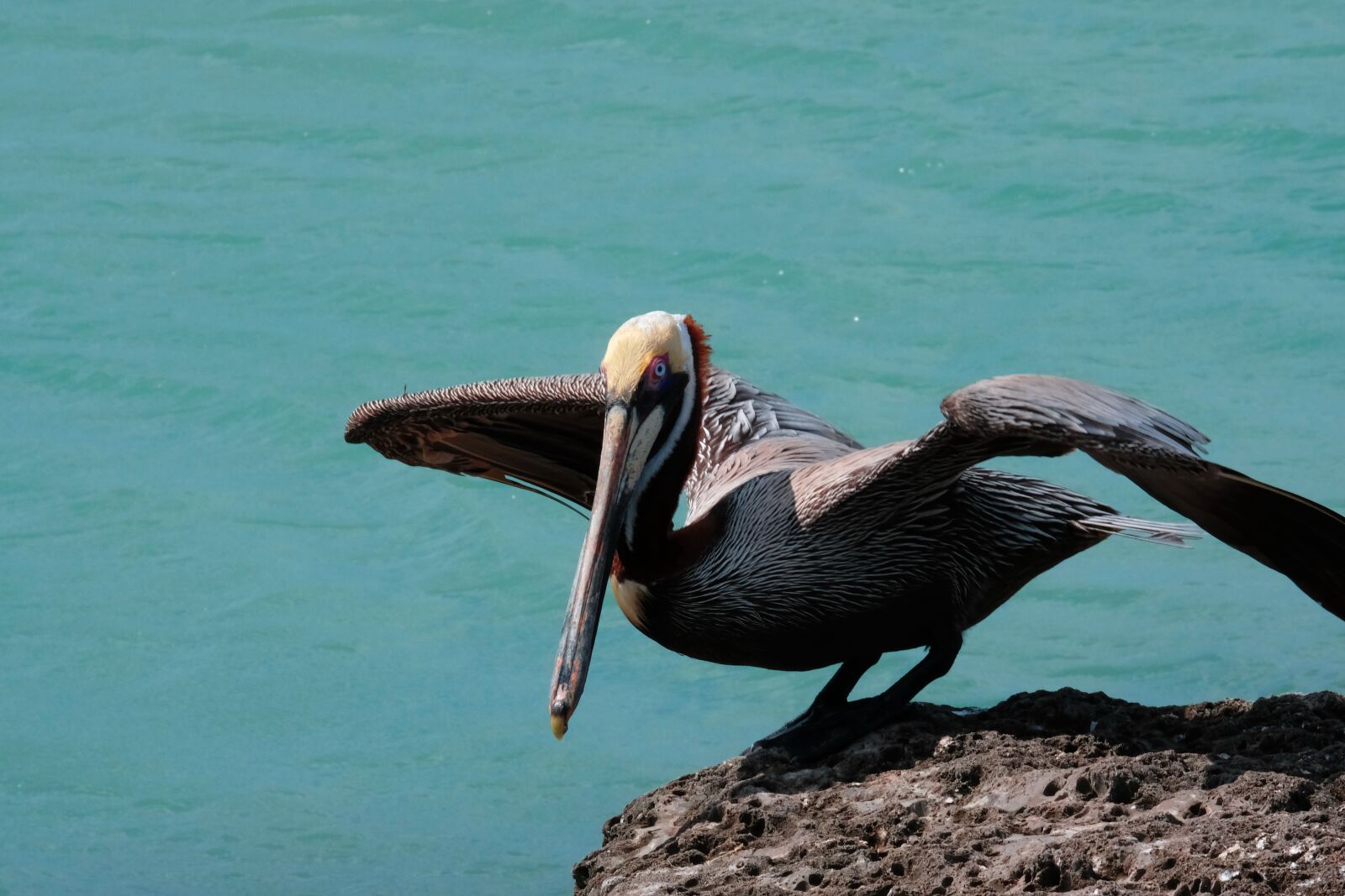Fujifilm X-T2 + Fujifilm XF 55-200mm F3.5-4.8 R LM OIS sample photo. Pelican, ocean, bird photography