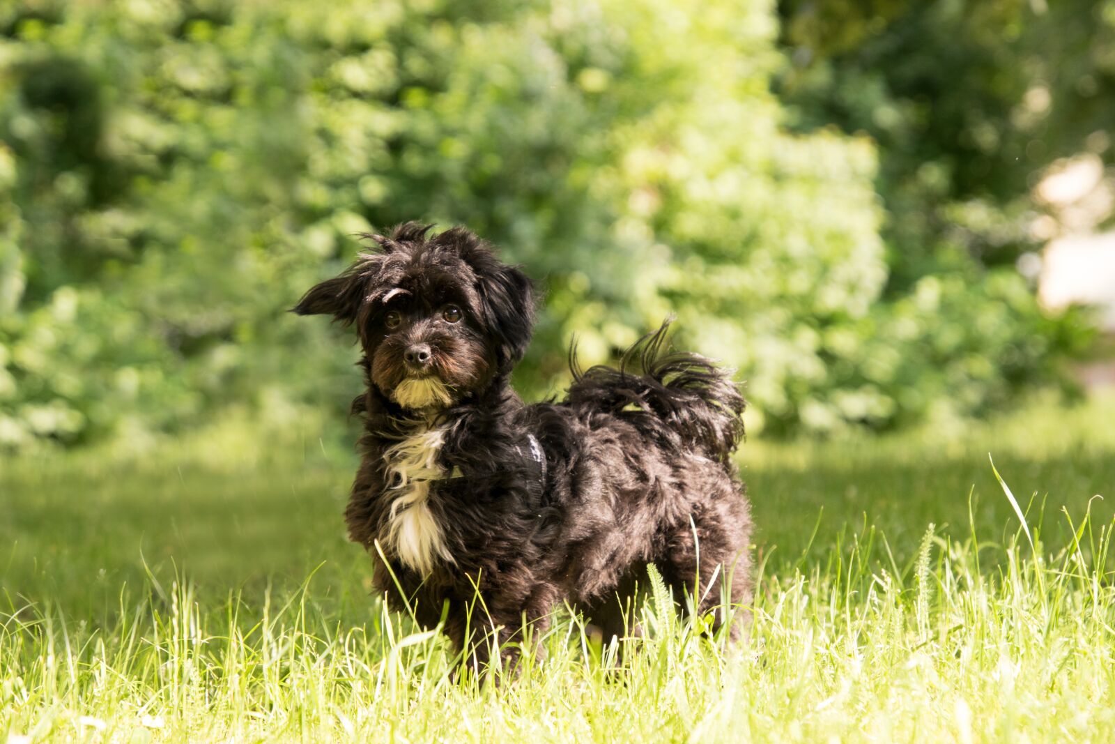 Nikon D3300 sample photo. Dog, animal, small photography