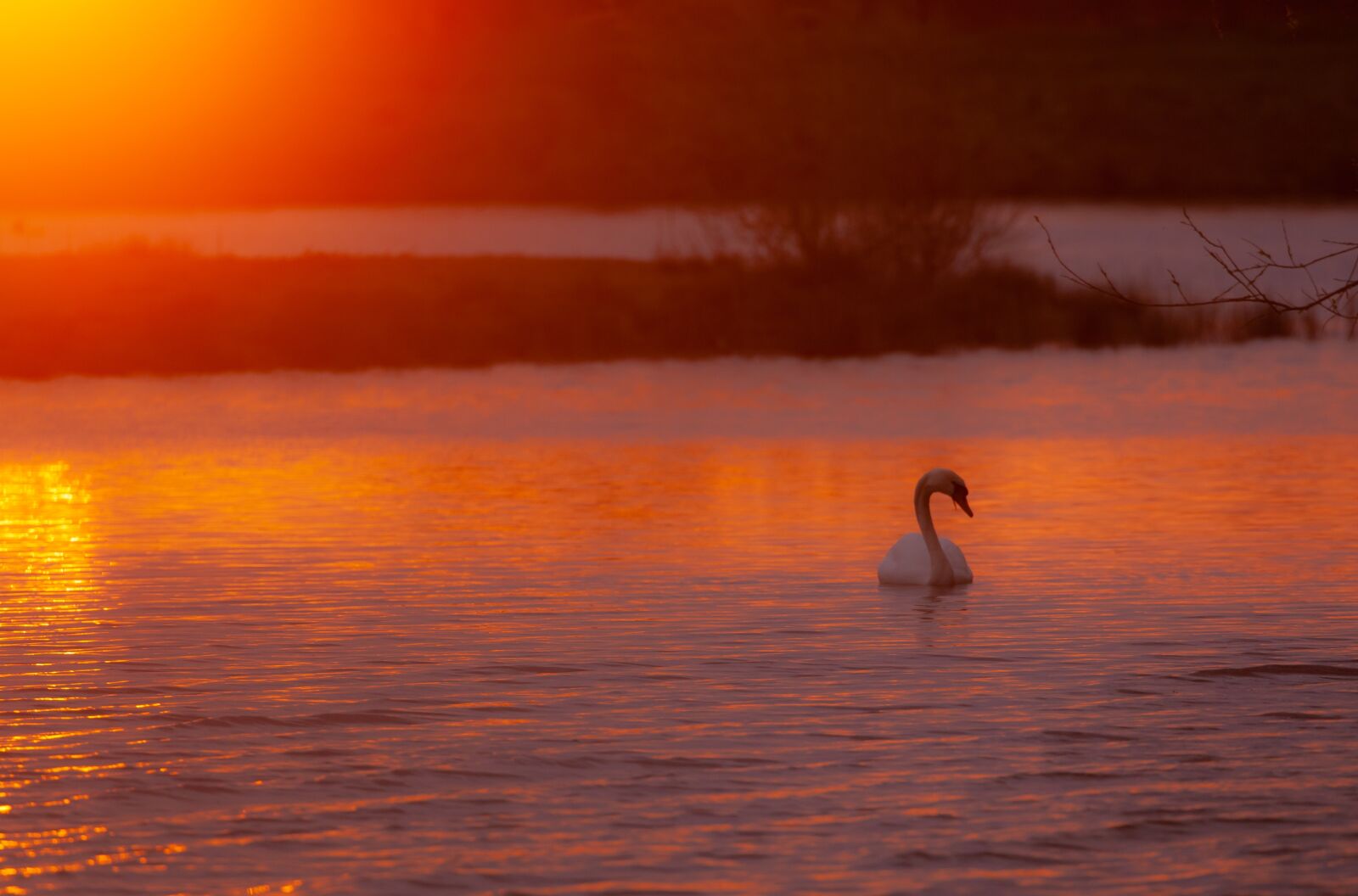 Canon EOS 5D Mark II sample photo. Sunrise, water, swan photography