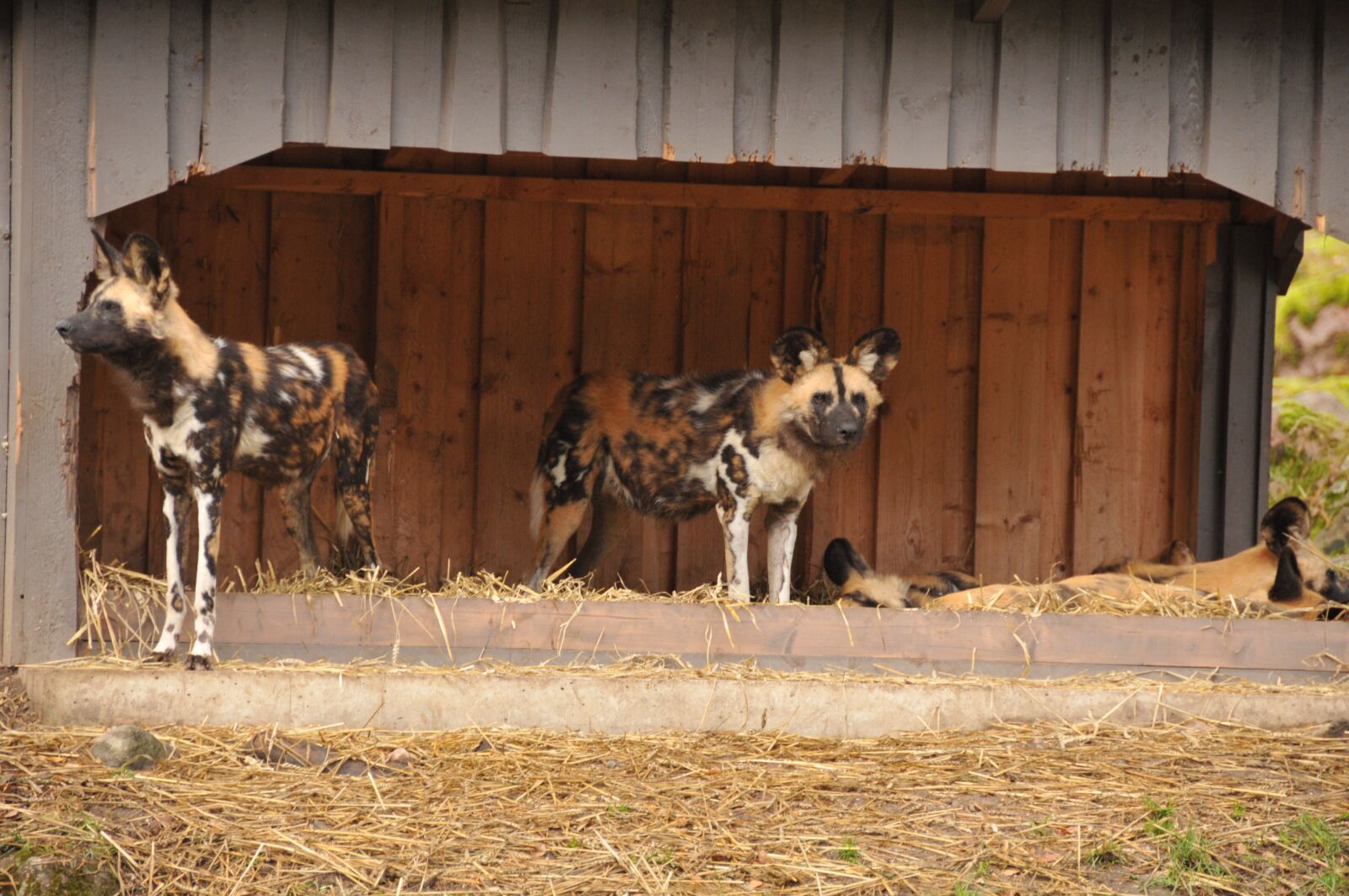 Nikon D300S sample photo. Wild dogs, animals, zoo photography