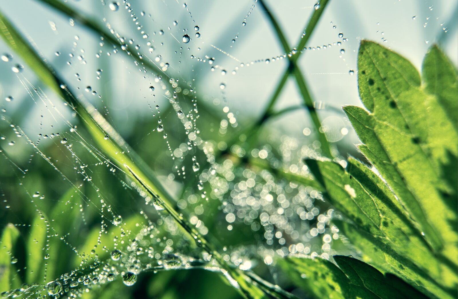 Fujifilm XF 18-55mm F2.8-4 R LM OIS sample photo. Morgentau, dew, cobweb photography