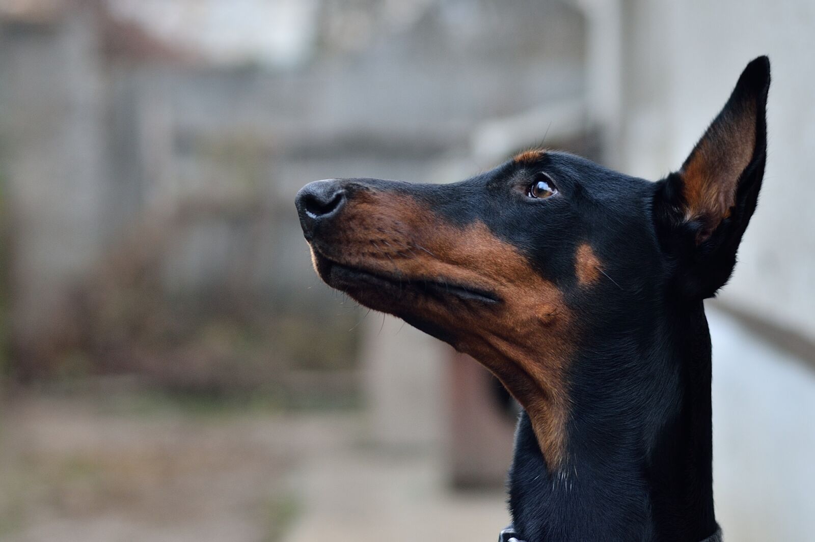 Nikon D7000 sample photo. Doberman, pinscher, dog photography